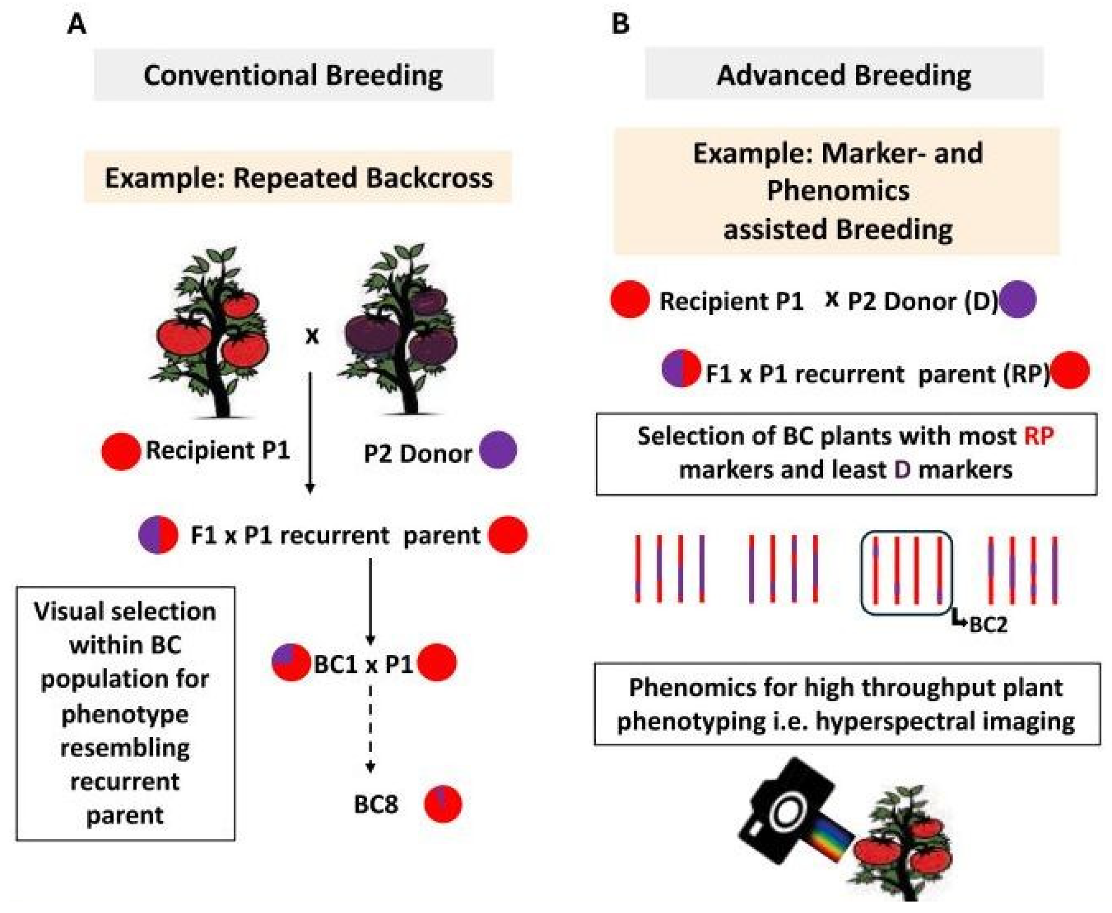Multiplication Breeding Integrating Hybrid and Molecular Breeding as Approaches in Vegetable ...