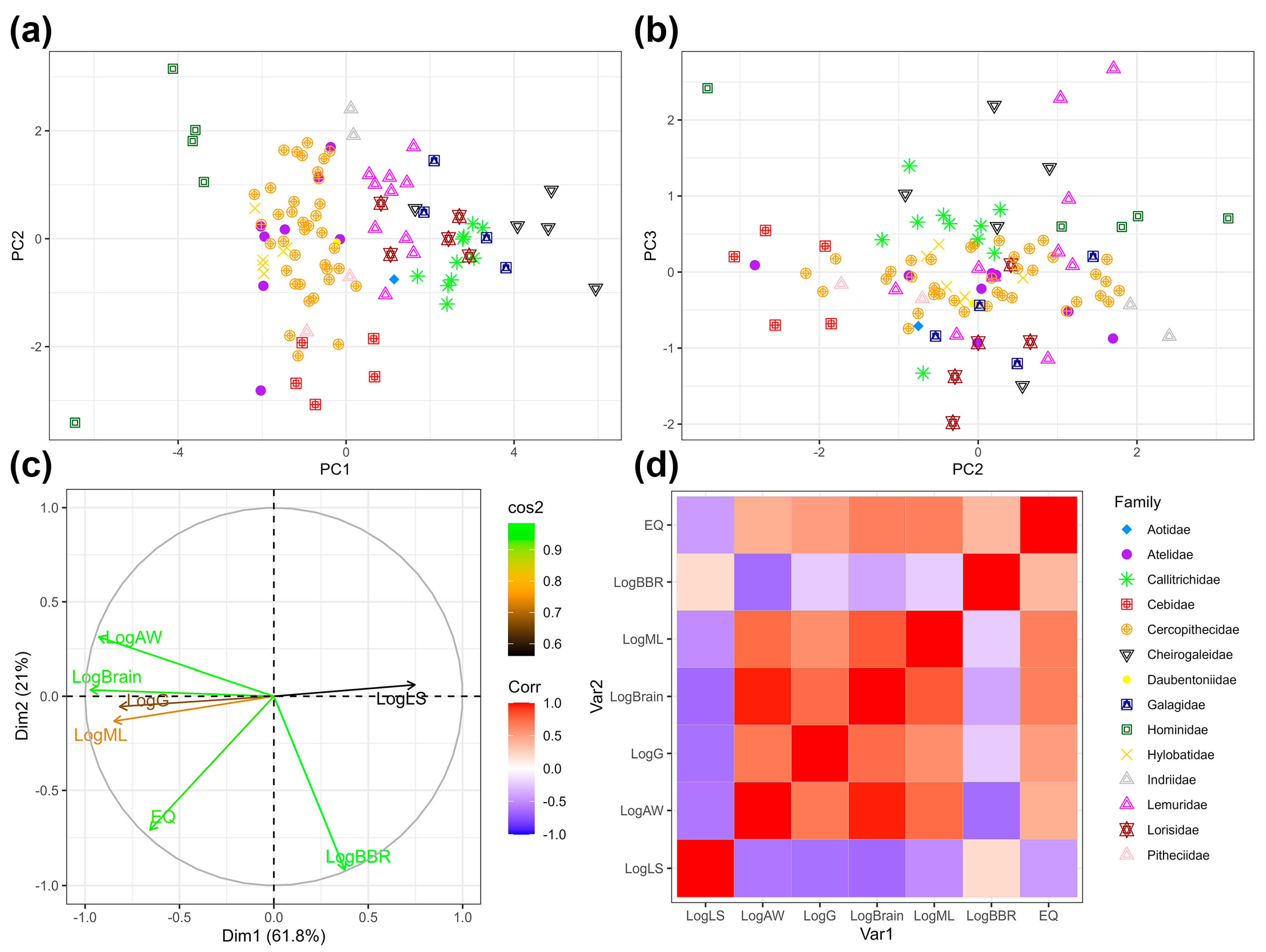 Humans | Free Full-Text | The Evolution of Primate Litter Size