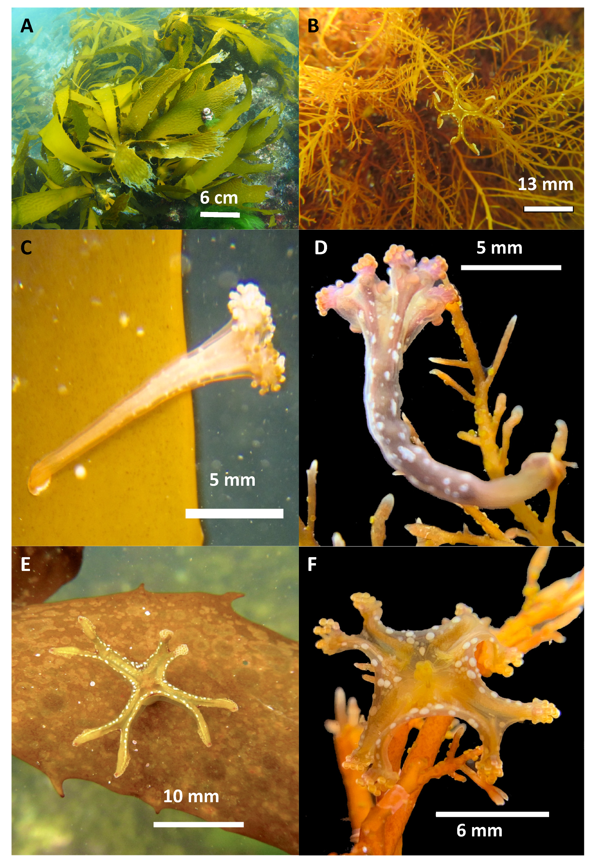 Natural Large White Sea Finger Branch Coral Fossil Specimen Decor Fish Tank  -  Canada