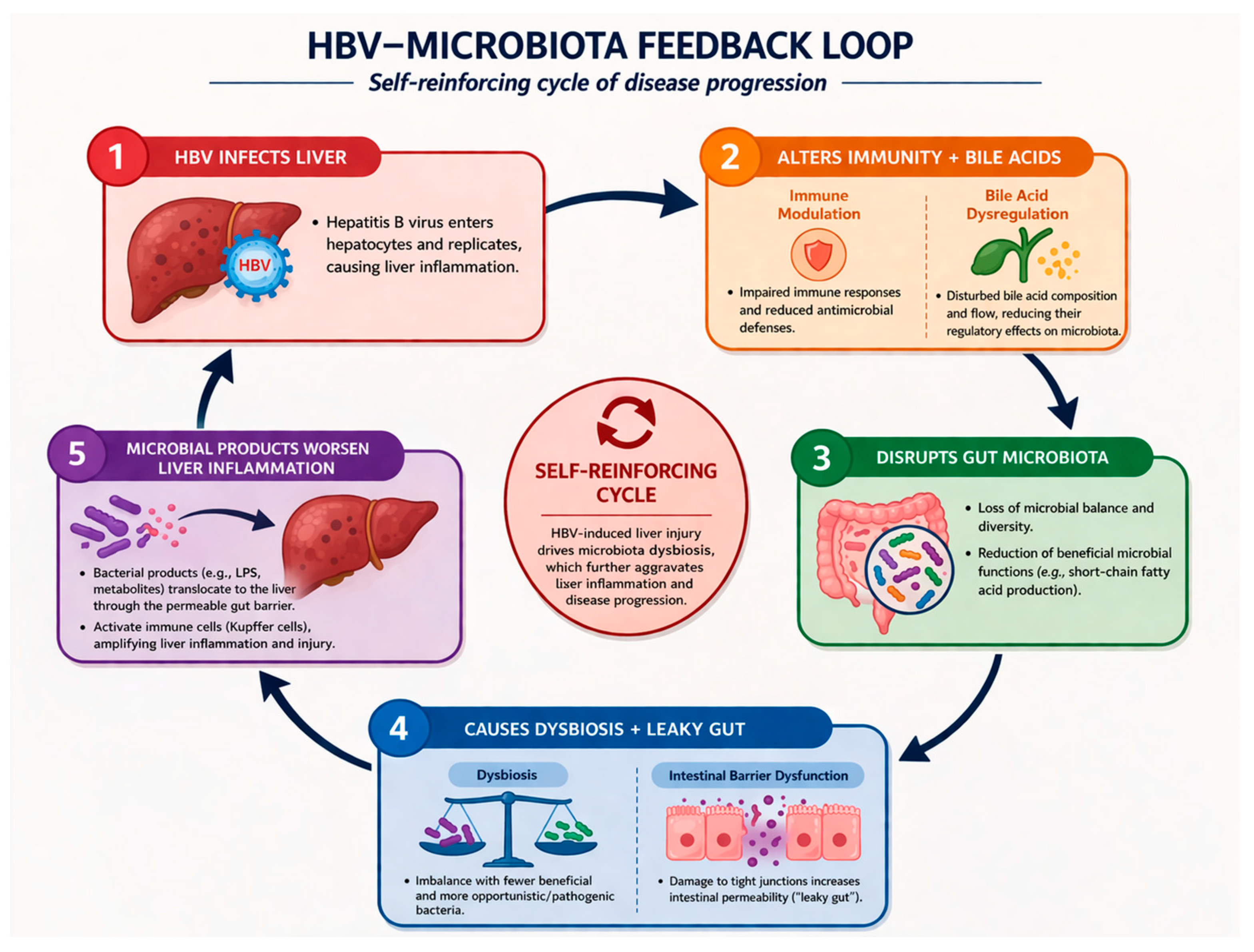 HBV and the Microbiome—PubMed Database Literature Review