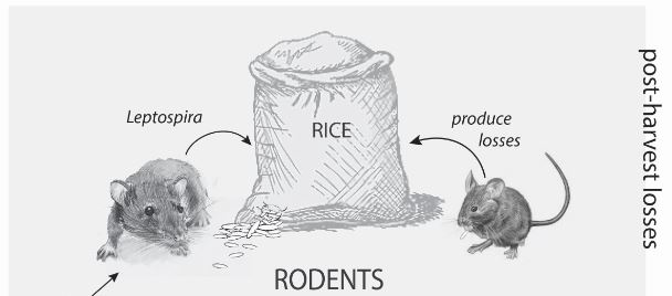 IJERPH | Free Full-Text | Prevalence of Leptospira Infection in Rodents  from Bangladesh