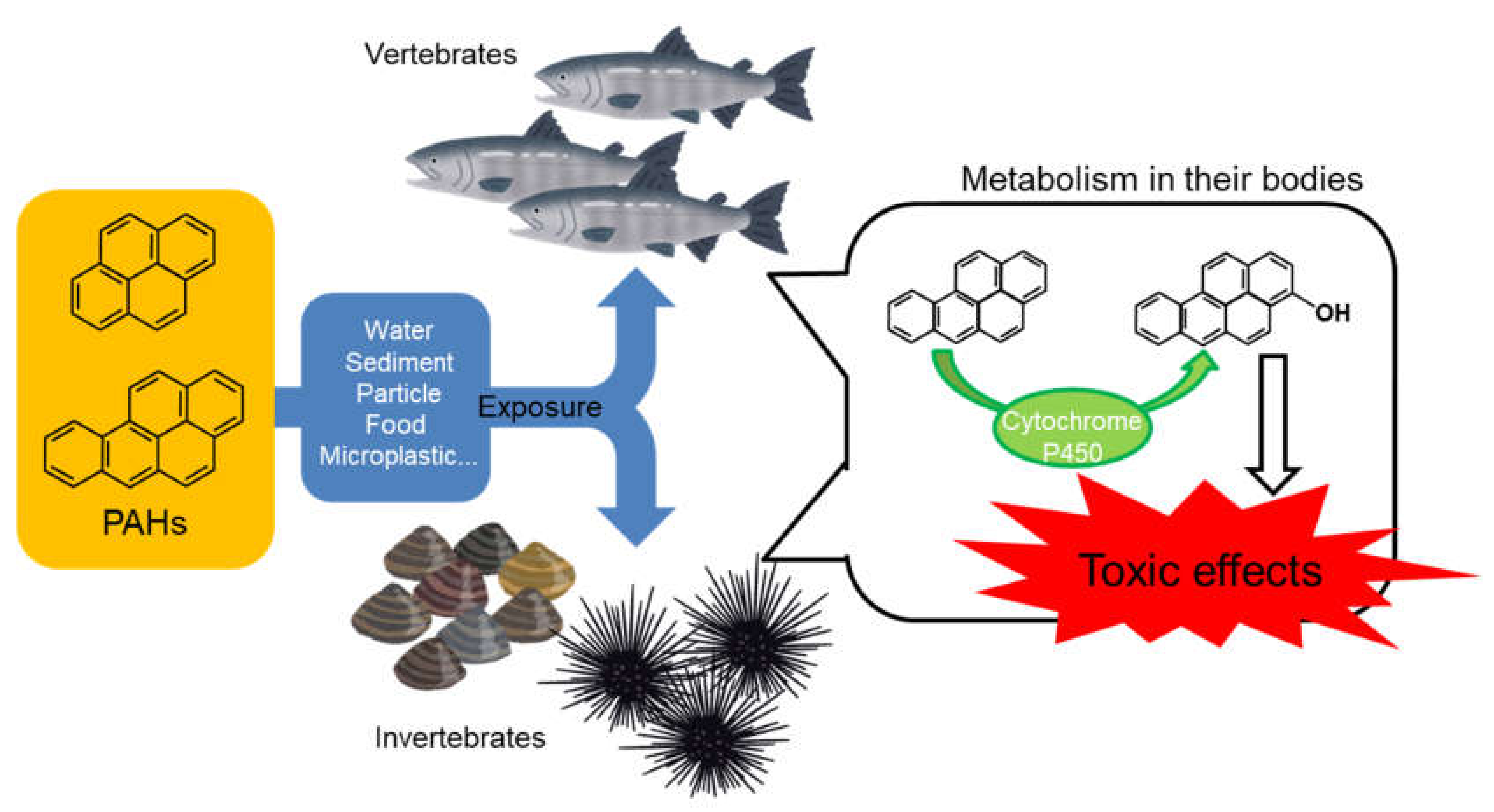 IJERPH | Free Full-Text | Toxicities of Polycyclic Aromatic Hydrocarbons  for Aquatic Animals