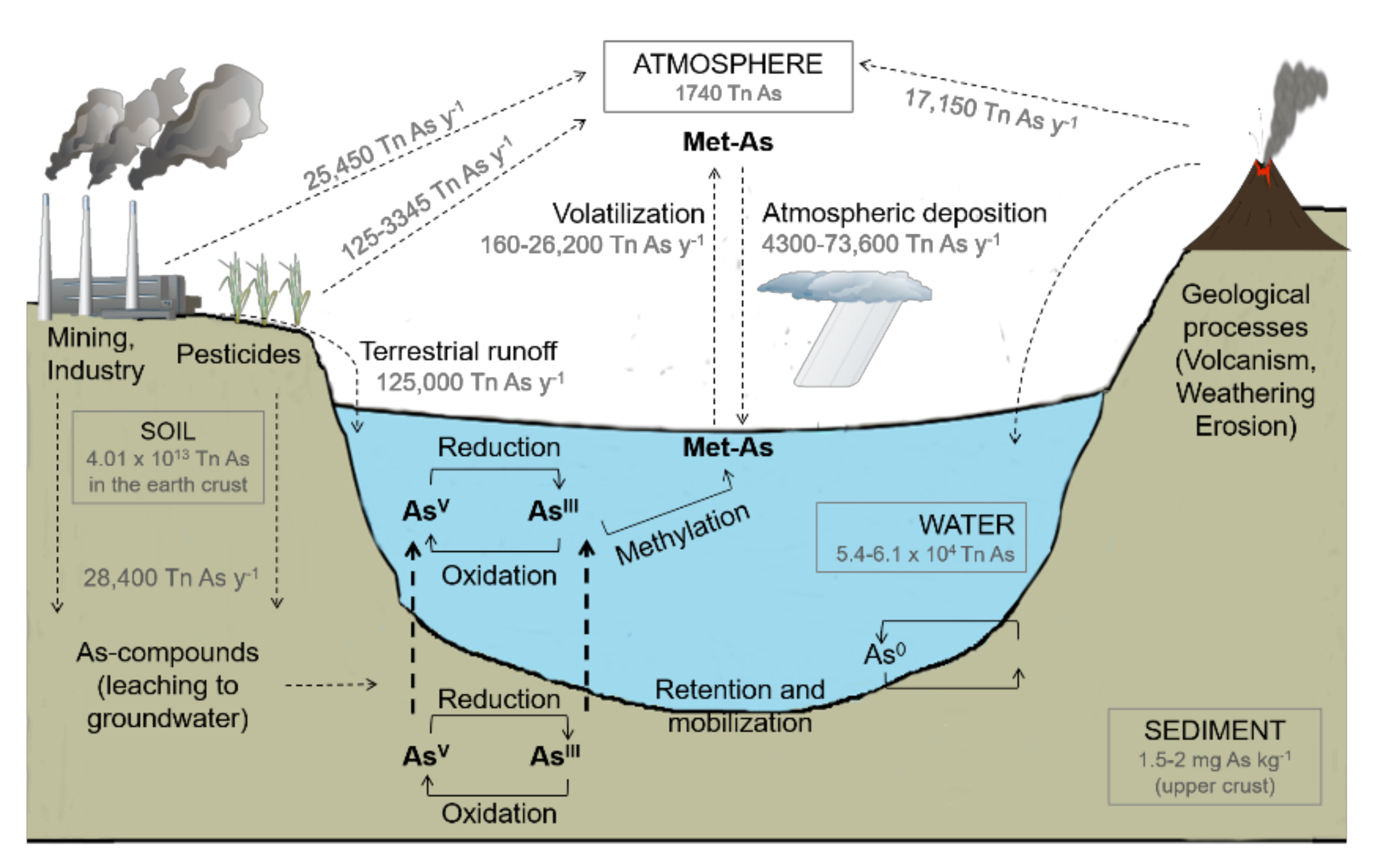 Investigation of the uptake of molybdenum by plants from Argentinean  groundwater