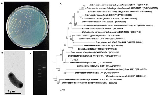 IJERPH | Free Full-Text | Biodegradation of Di (2-Ethylhexyl) Phthalate ...