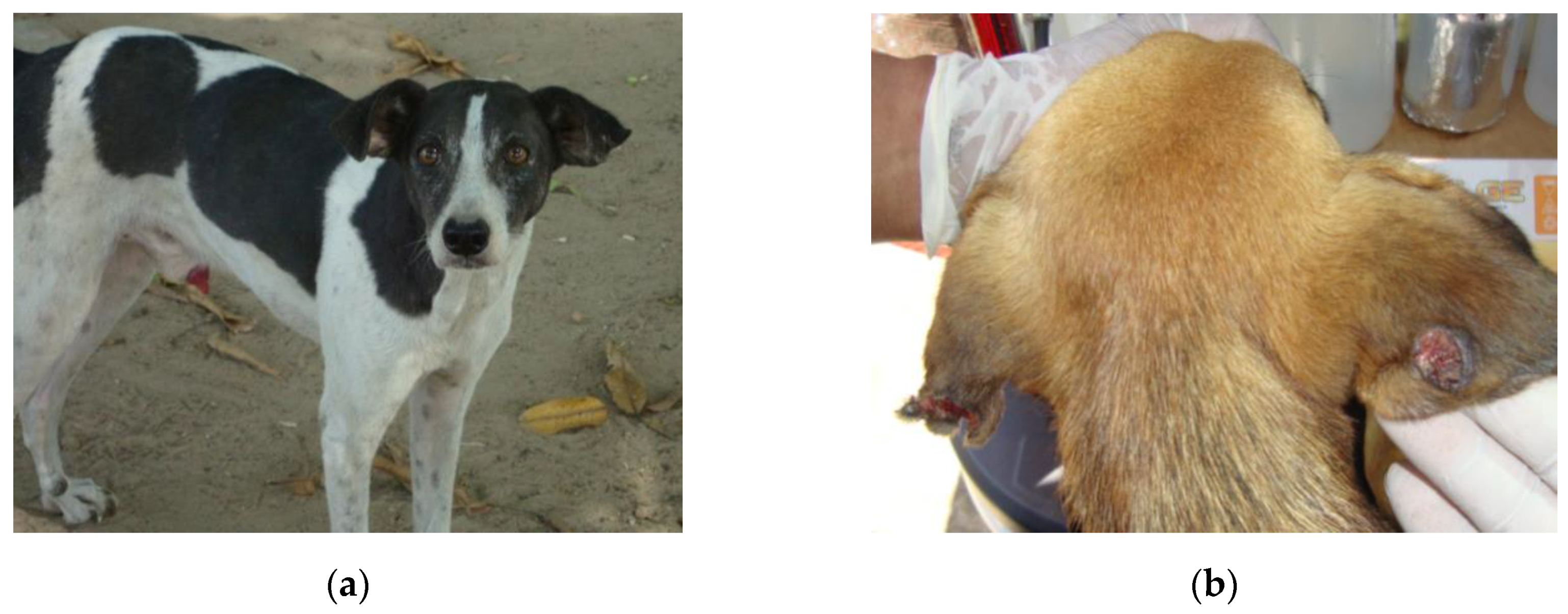 IJERPH | Free Full-Text | First Report of Canine Infection by Leishmania  (Viannia) guyanensis in the Brazilian Amazon
