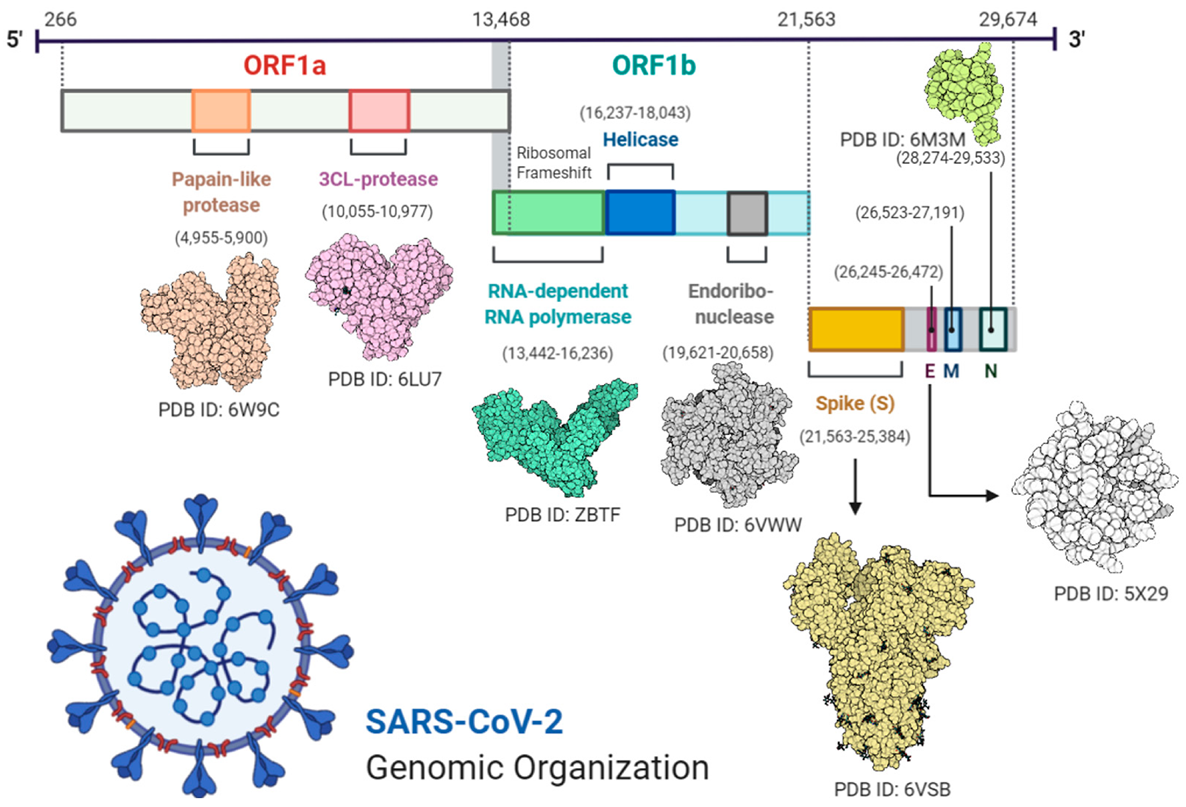 IJERPH | Free Full-Text | SARS-CoV-2: An Update on Genomics, Risk 