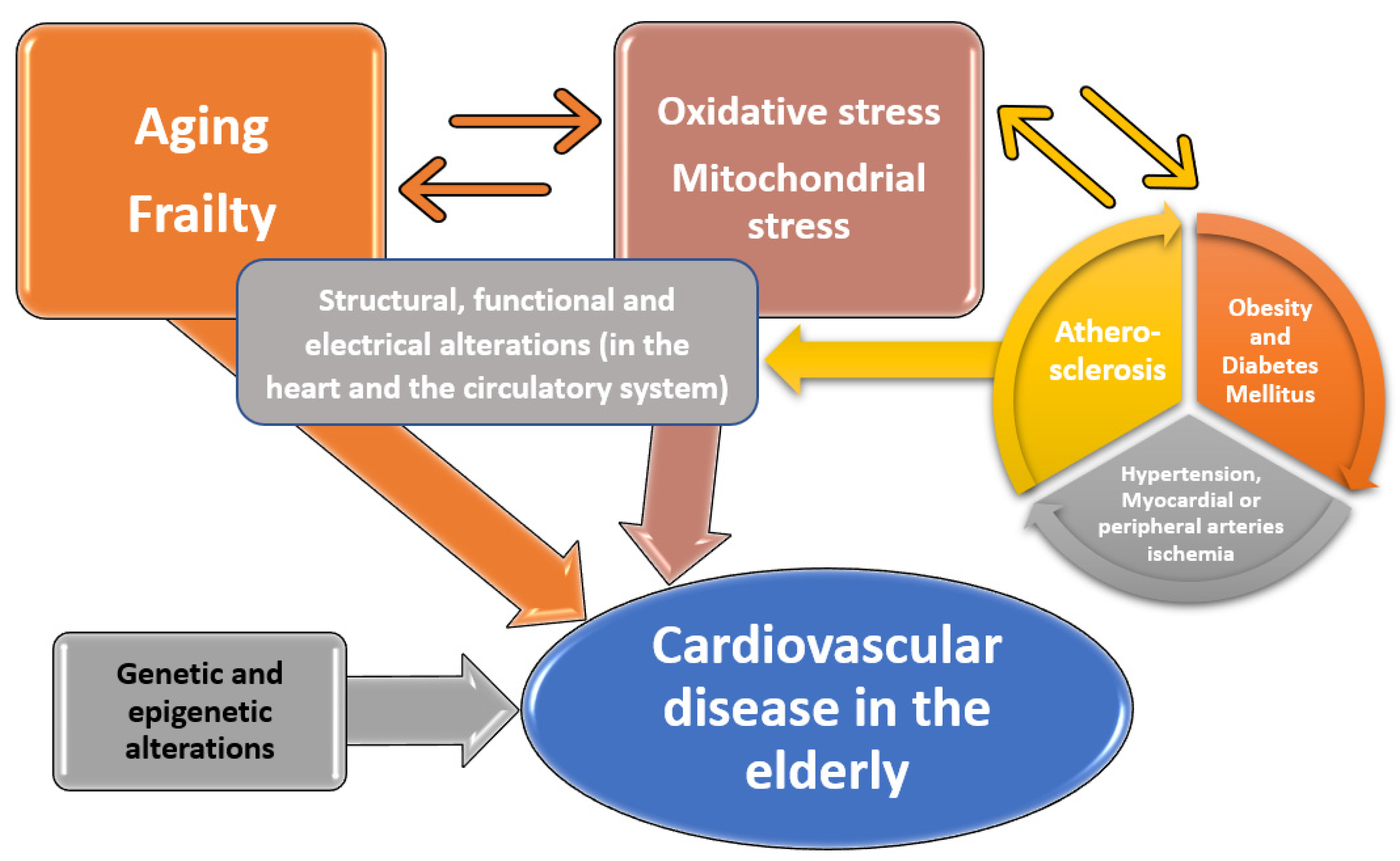 IJERPH Free Full-Text Cardiovascular Risk Factors and Physical Activity for the Prevention of Cardiovascular Diseases in the Elderly picture picture picture