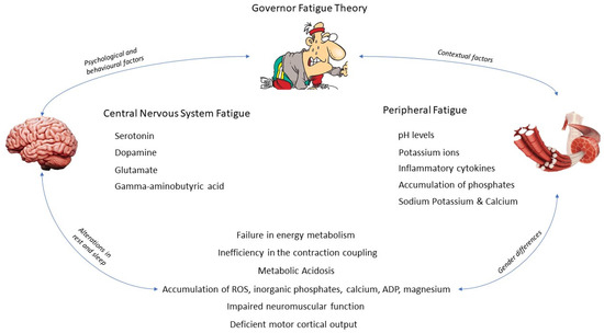 ijerph-free-full-text-central-and-peripheral-fatigue-in-physical