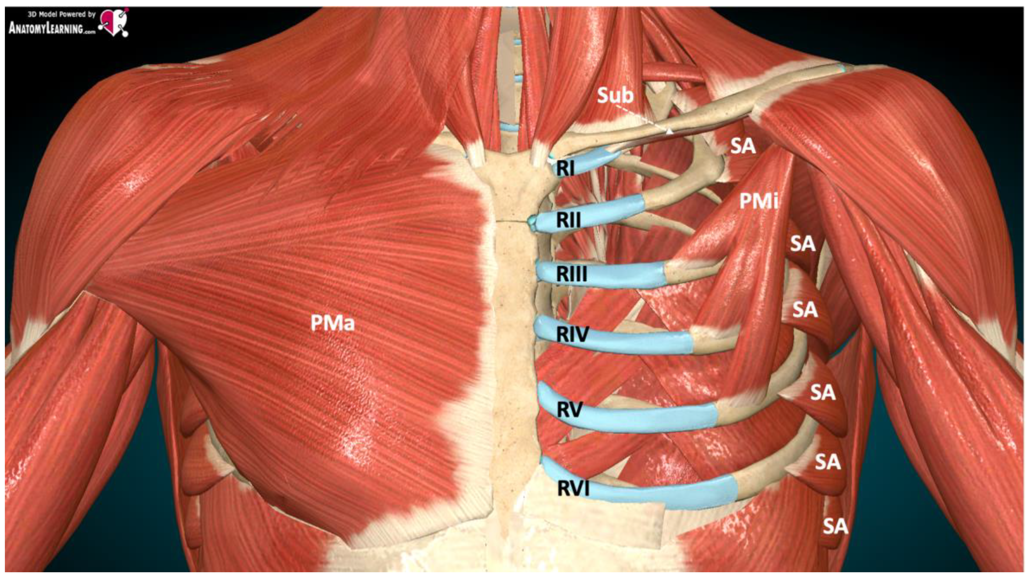 10 Common Causes of Rib and Back Pain - PMIR