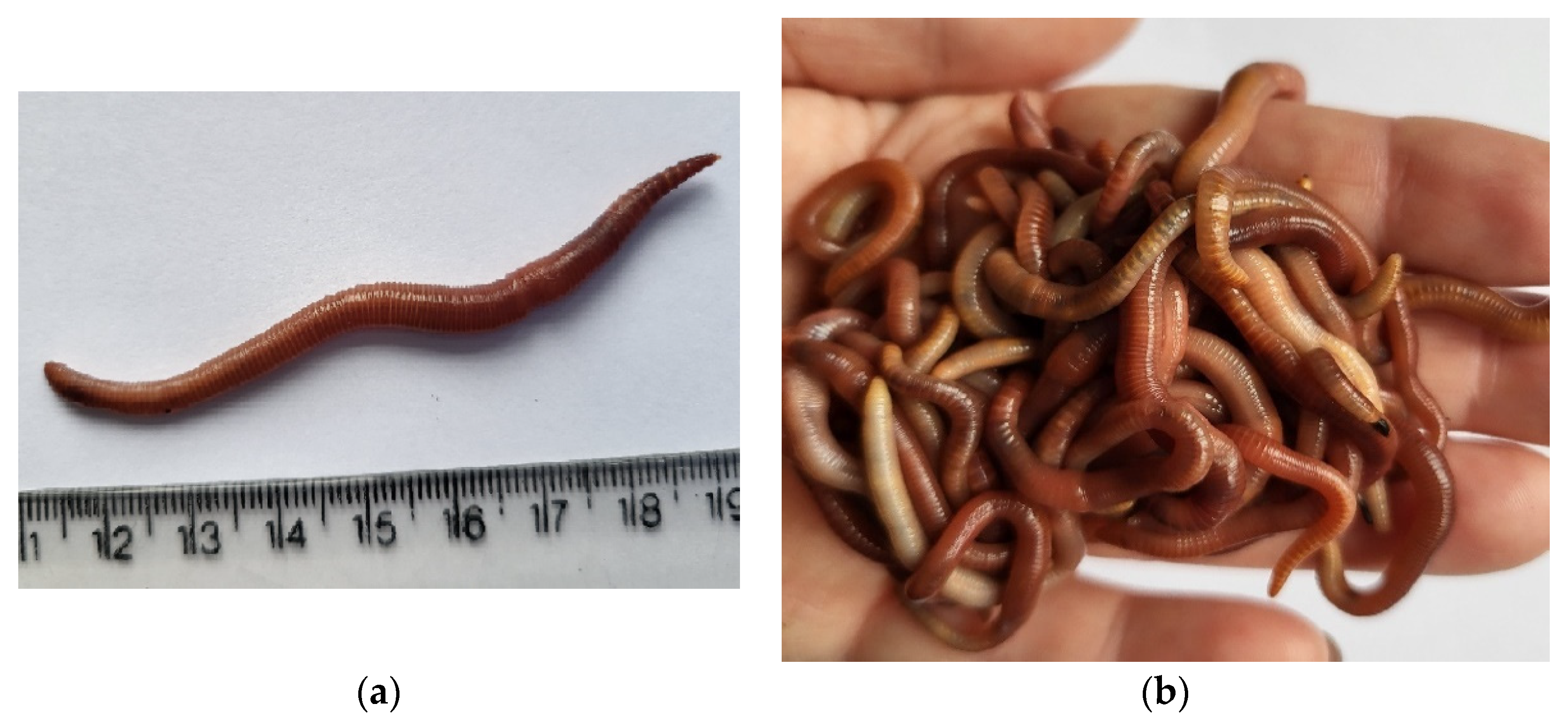 The red earthworm as an alternative protein source in aquafeeds