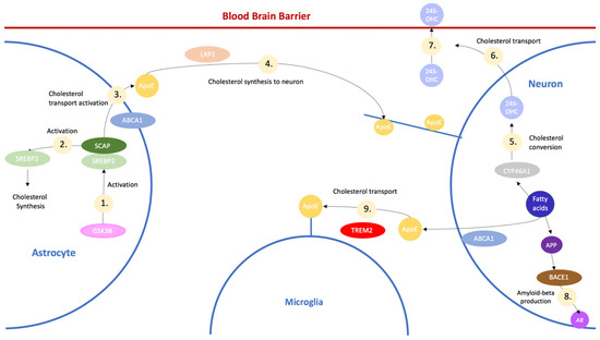 Sterol carrier protein 2: A promising target in the pathogenesis