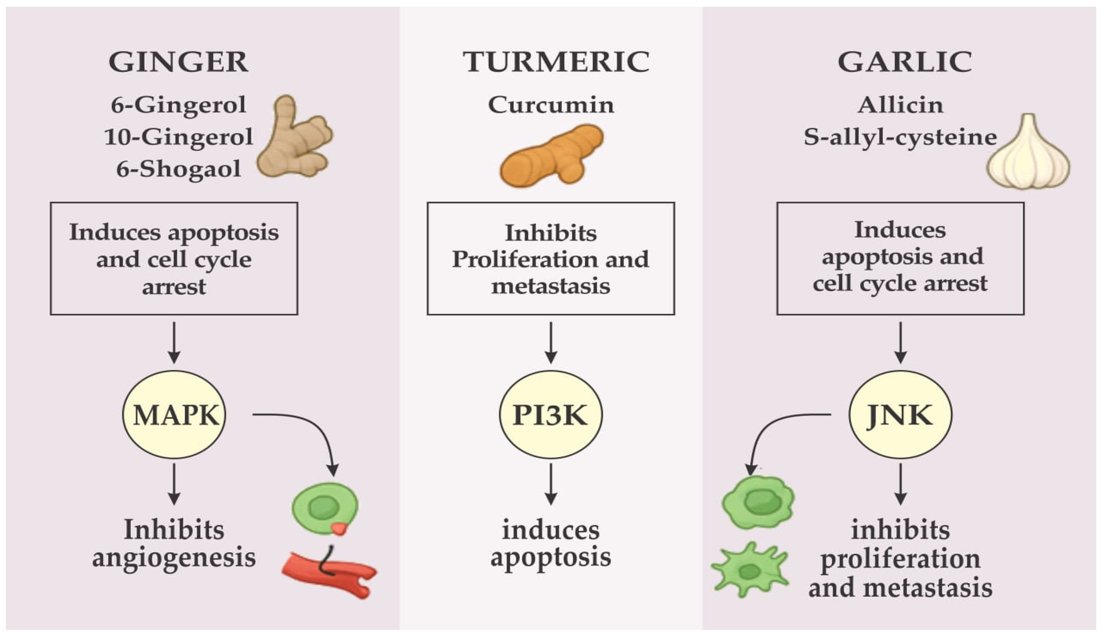 Impact of Micro and Nanoplastics on Reproductive Cancer and the ...