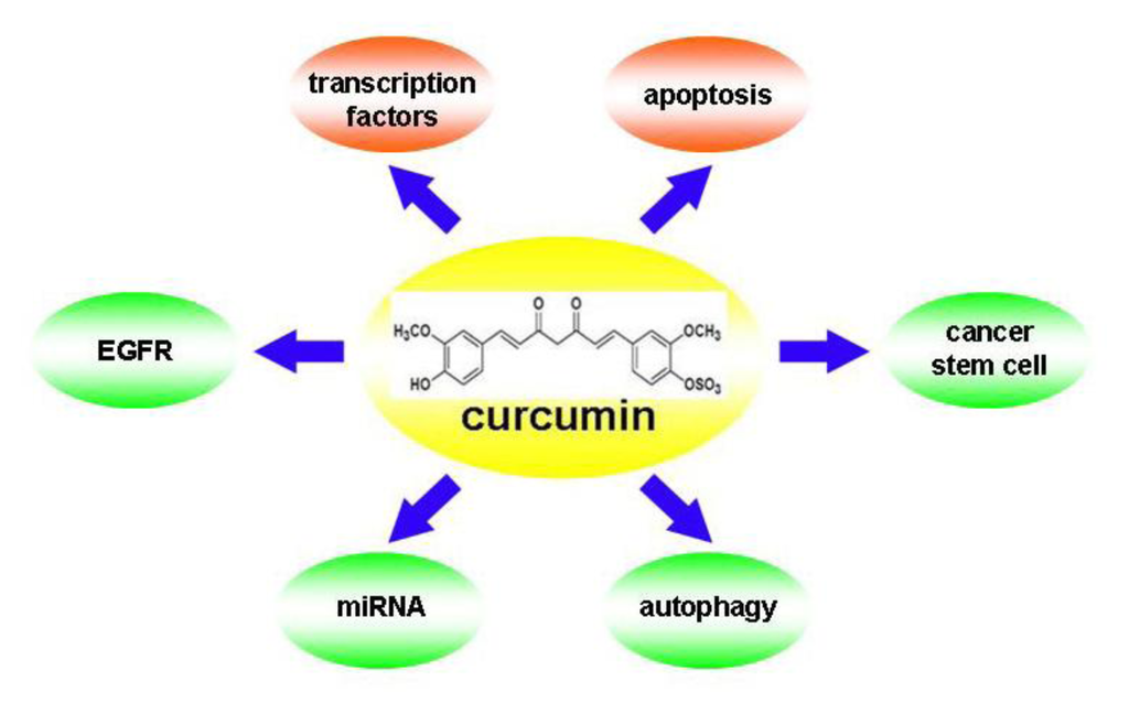 La curcumine active la voie de signalisation de suppression des tumeurs -  Des chercheurs ont identifié une voie de signalisation par laquelle la  curcumine peut supprimer les métastases des cellules cancéreuses  colorectales.