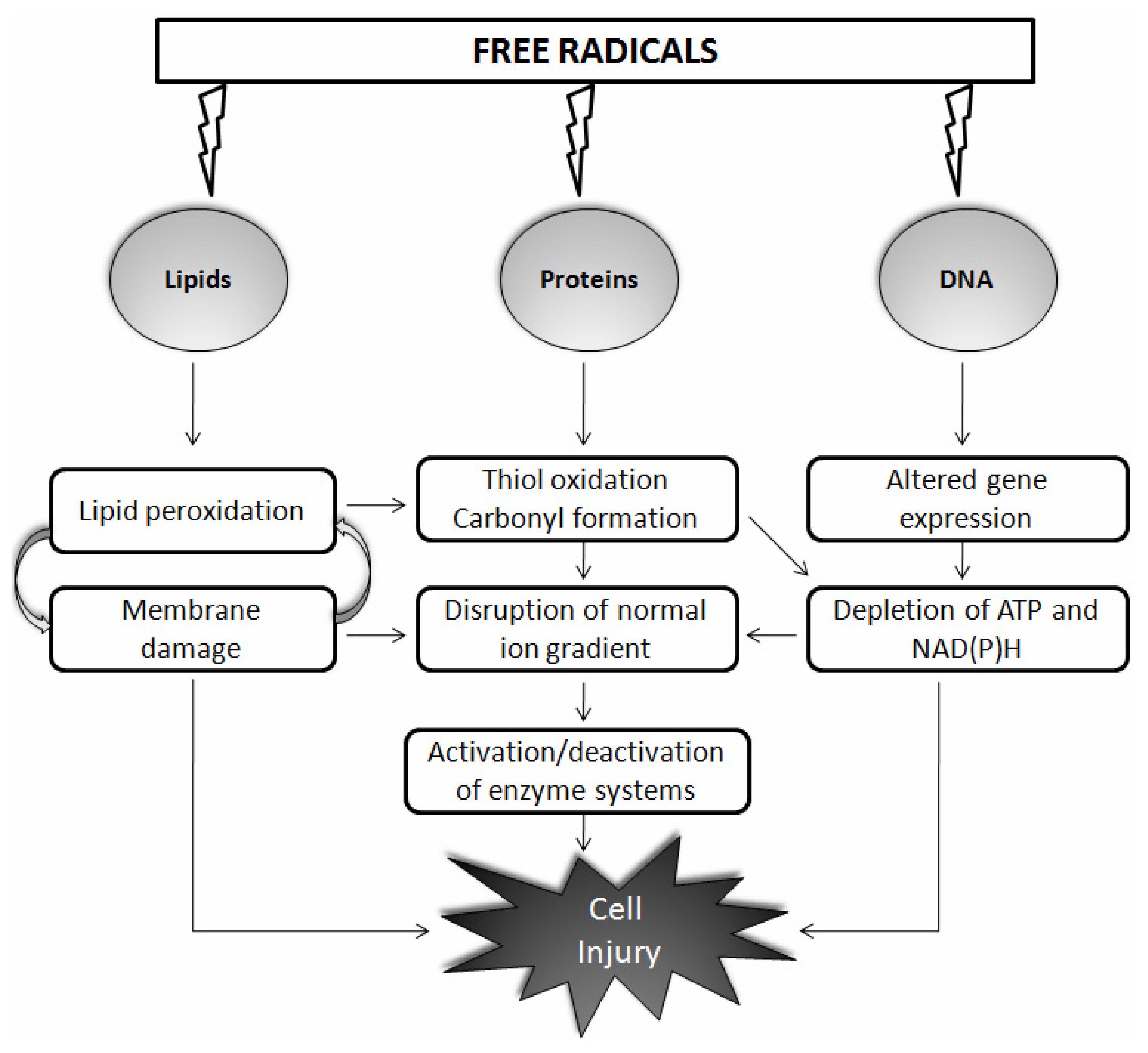 ijms-free-full-text-the-role-of-free-radicals-in-the-aging-brain