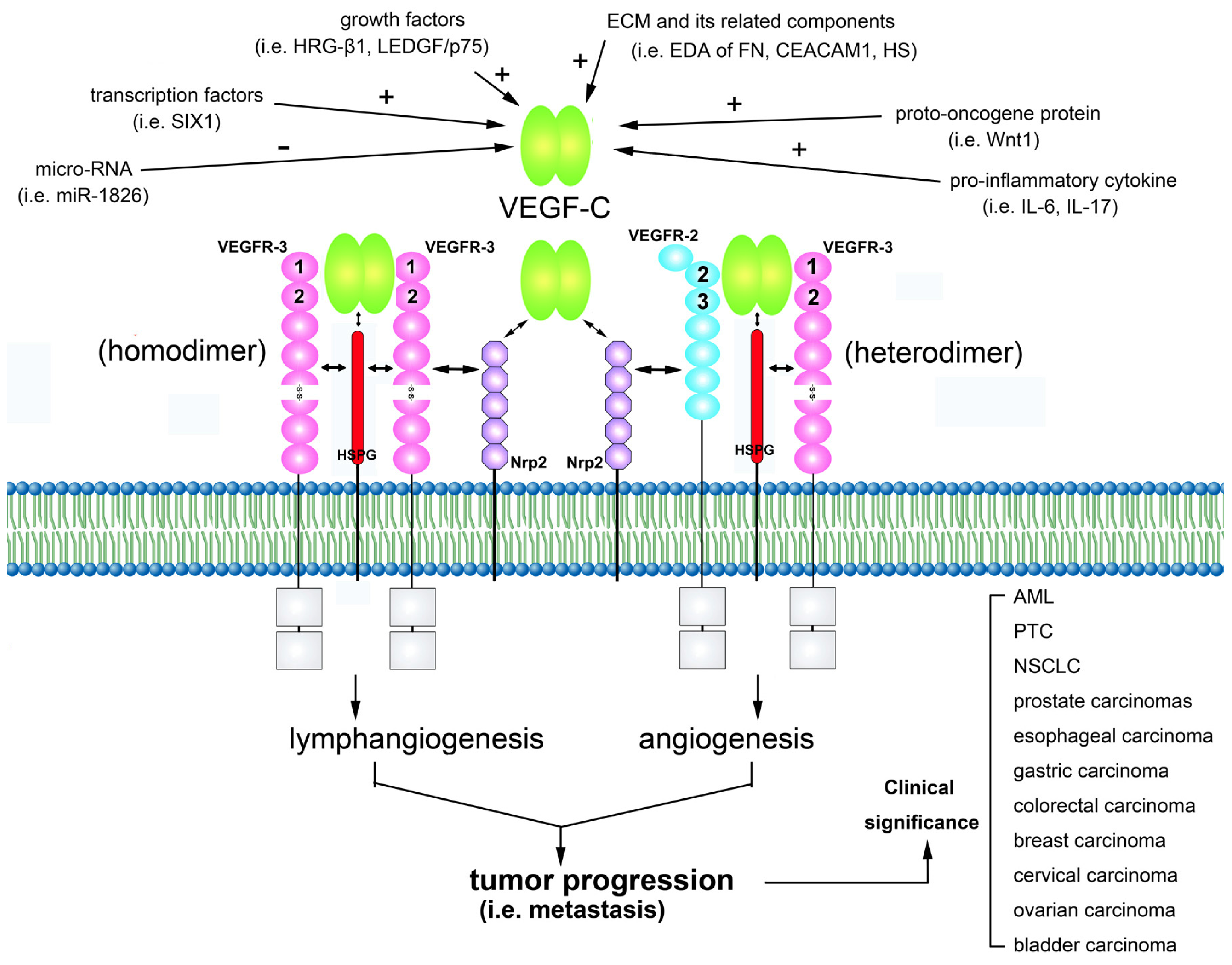 IJMS | Free Full-Text | The Role of the VEGF-C/VEGFRs Axis in 
