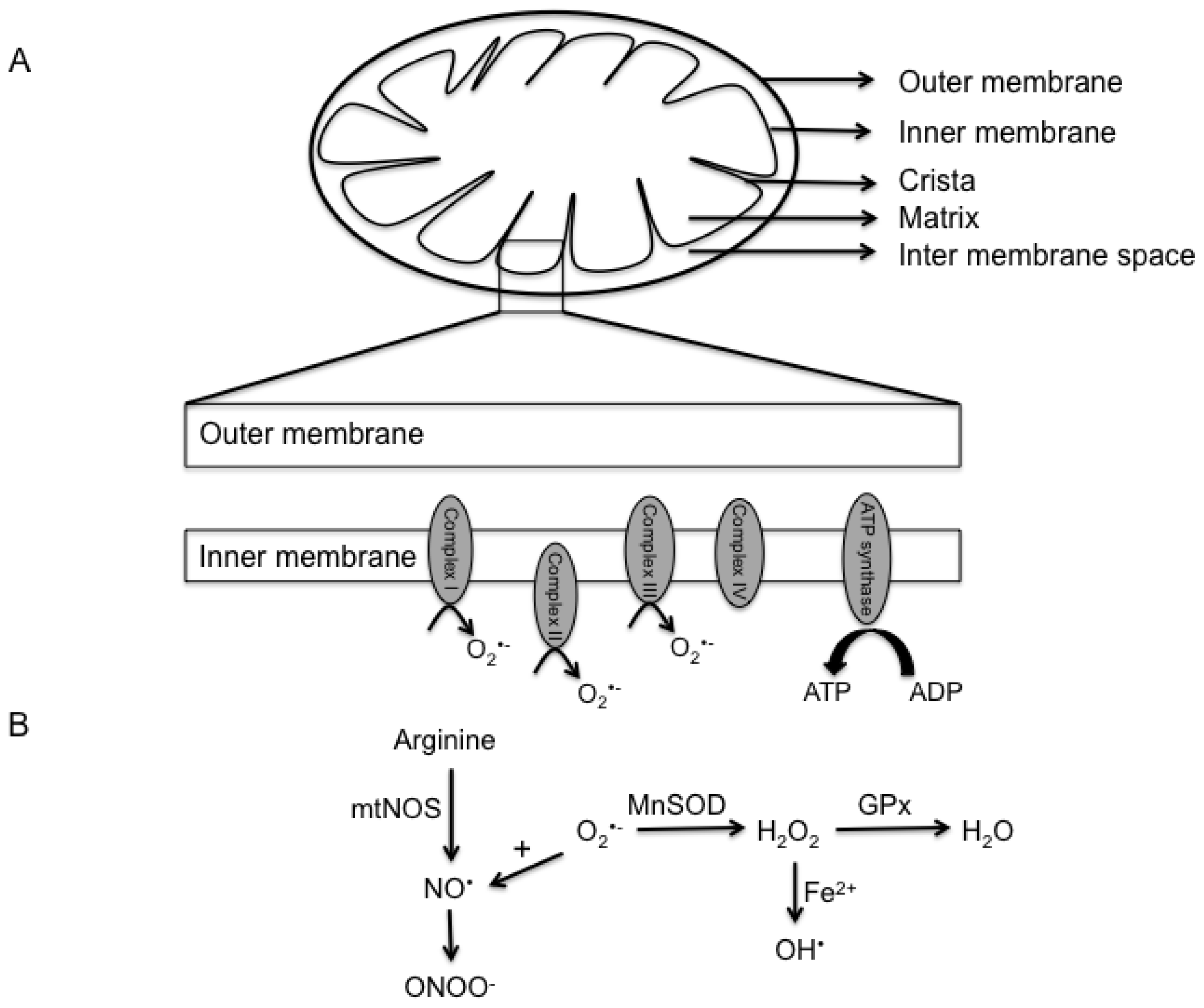 Mitochondria shed their outer membrane in response to infection-induced  stress