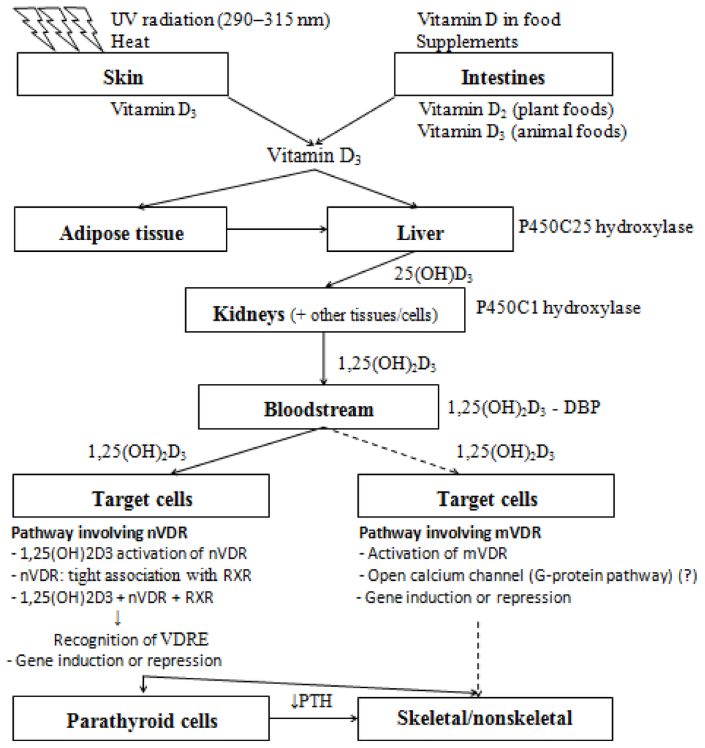 IJMS, Free Full-Text