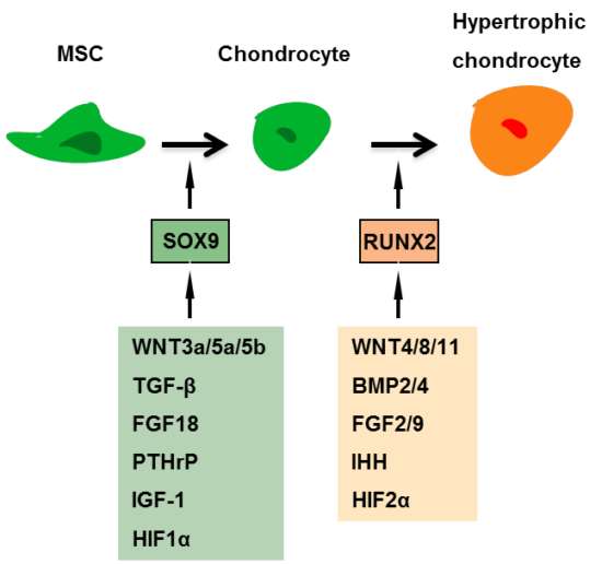 Ijms Free Full Text The Regulatory Role Of Signaling Crosstalk In Hypertrophy Of Mscs And