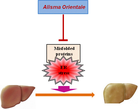 Anti-inflammatory effect of Alisma Root Extract Anti-inflammatory effect of Alisma Root Extract