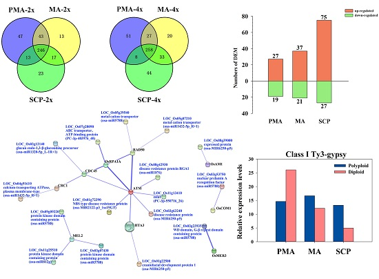 IJMS | Free Full-Text | Comparative Small RNA Analysis of Pollen 