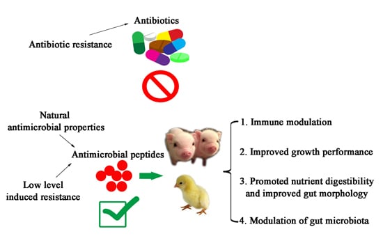 IJMS | Free Full-Text | Antimicrobial Peptides as Potential Alternatives to  Antibiotics in Food Animal Industry