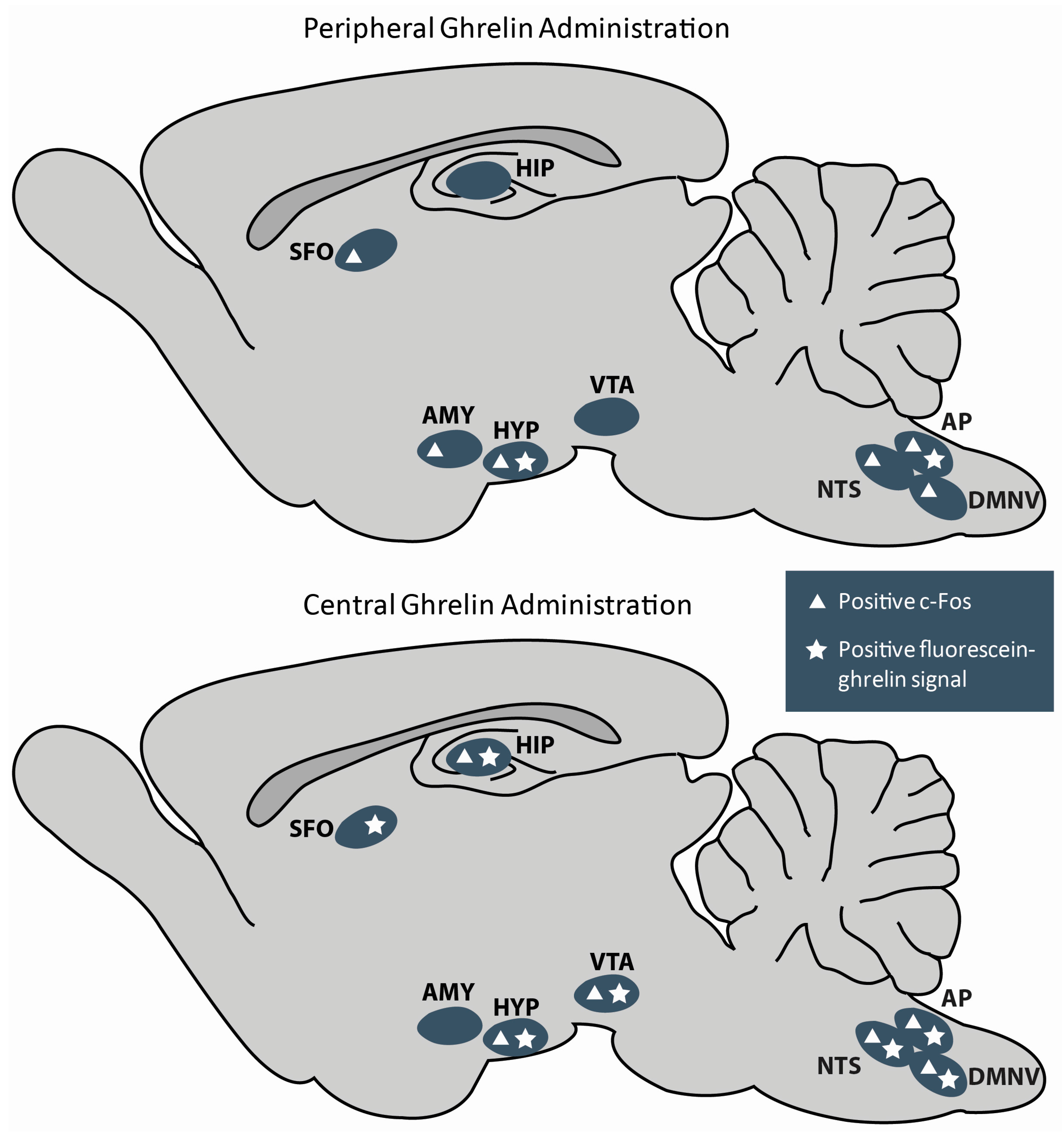 Clarifying The Ghrelin System s Ability To Regulate Feeding Behaviours Clarifying The Ghrelin System s Ability To Regulate Feeding Behaviours