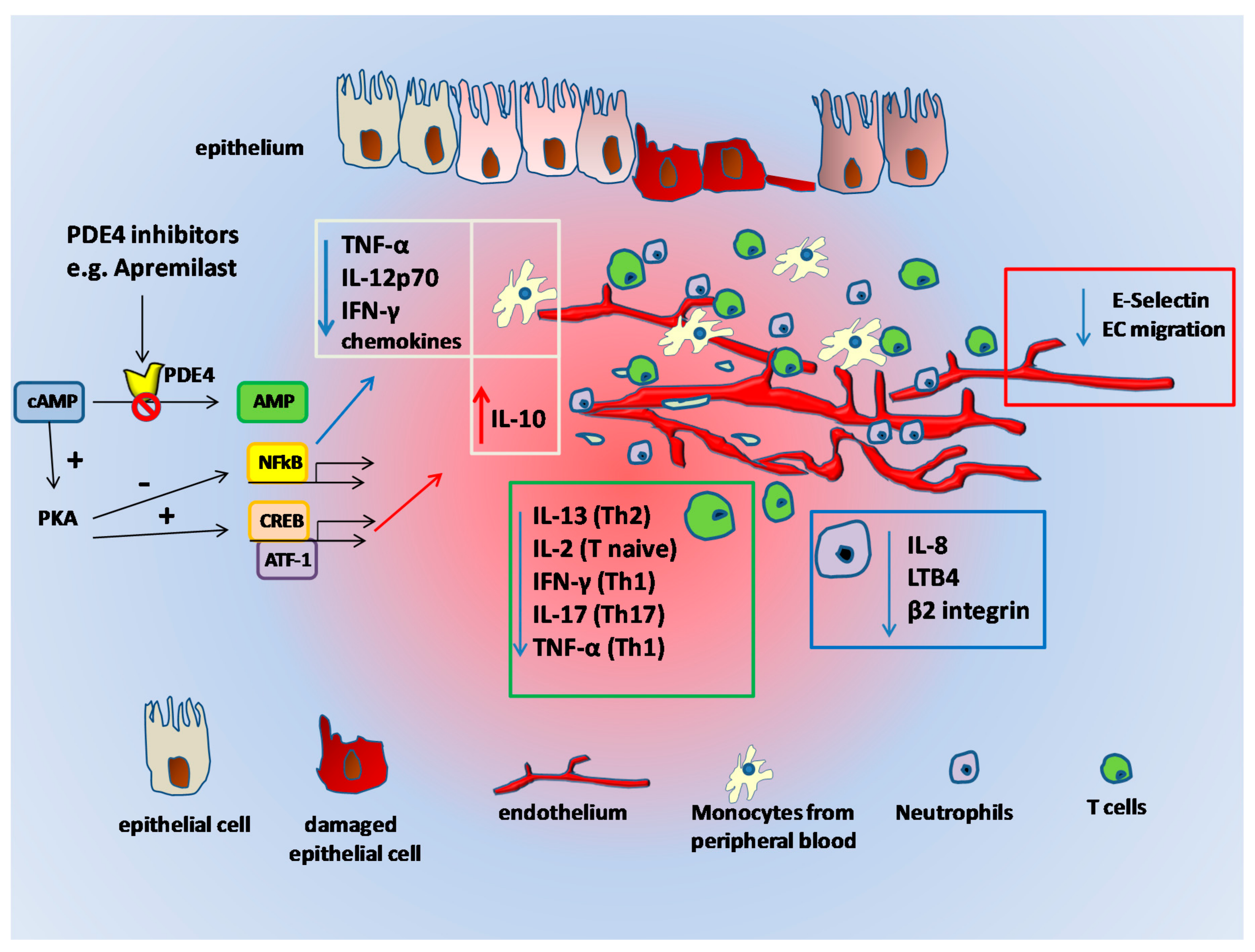 Omgivelser Bytte forskel IJMS | Free Full-Text | PDE4 Inhibition and Inflammatory Bowel Disease: A  Novel Therapeutic Avenue