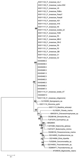 IJMS | Free Full-Text | Reply to the Letter to the Editor by A. Schwelm ...