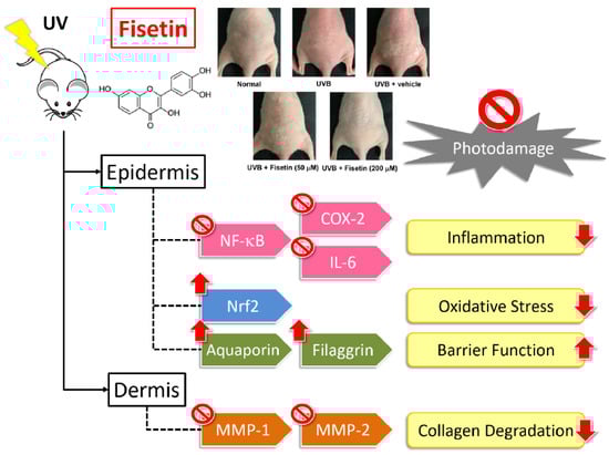 Fisetin Help In Managing Inflammation And Oxidative Stress Fisetin Help In Managing Inflammation And Oxidative Stress