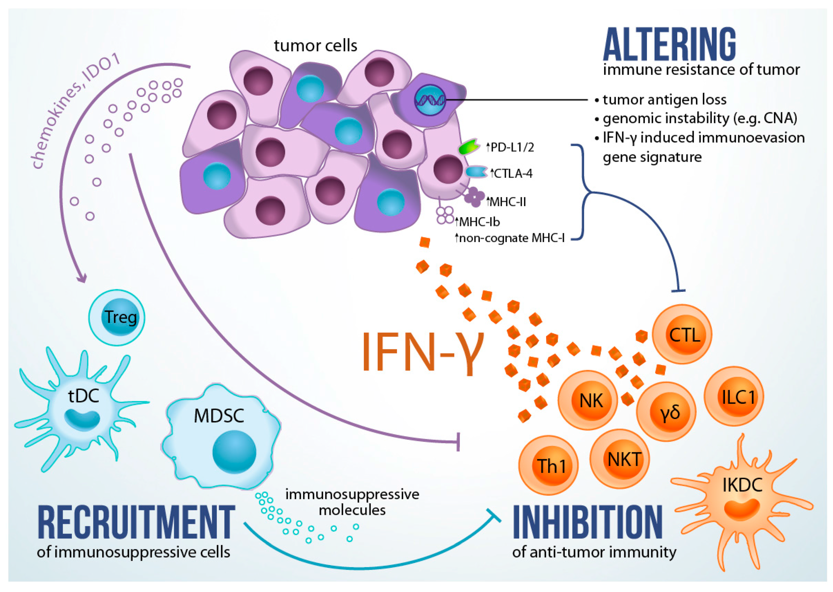 Doe alles met mijn kracht herstel Voorman IJMS | Free Full-Text | The Dark Side of IFN-γ: Its Role in Promoting  Cancer Immunoevasion