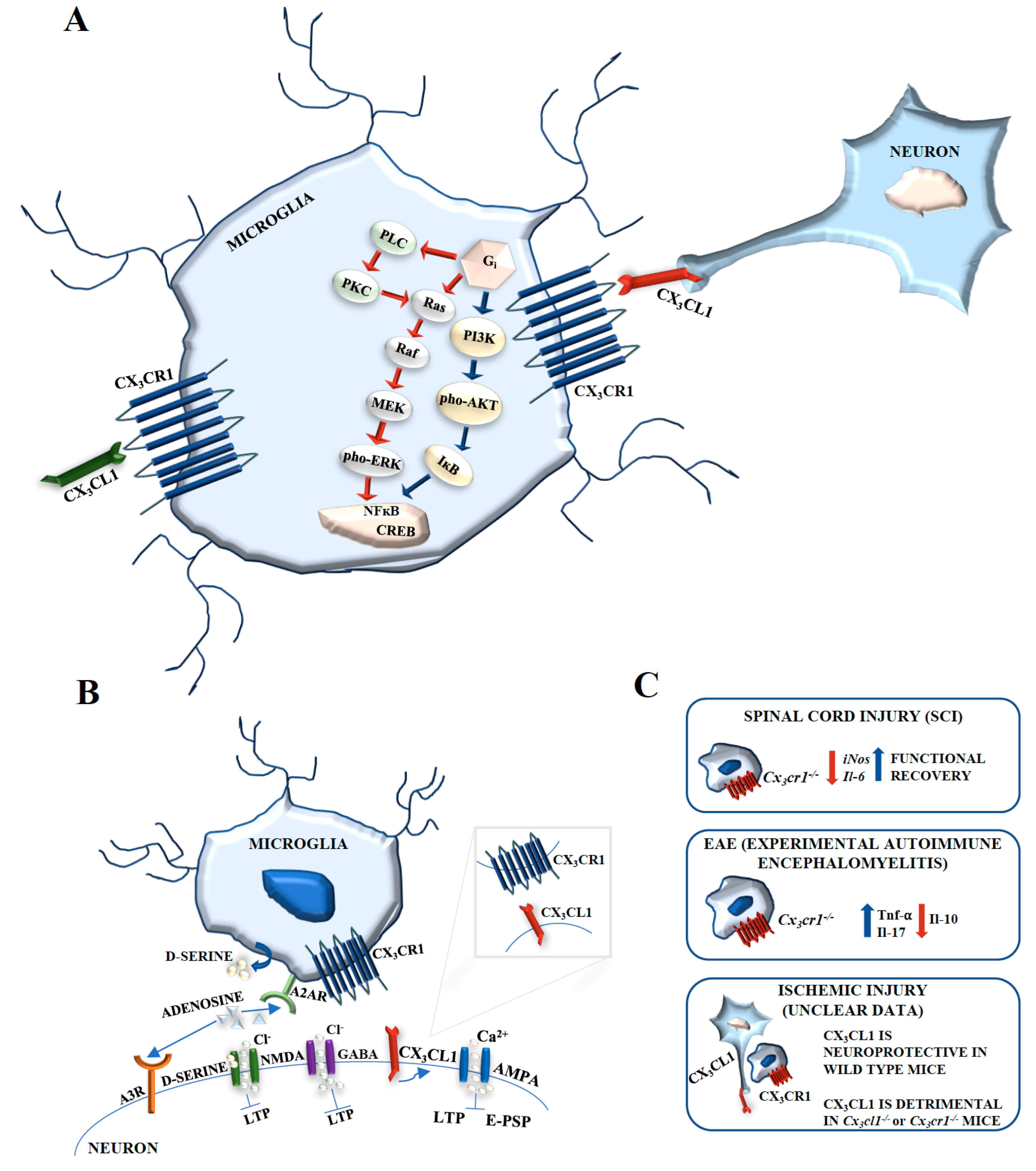 Microglia And Aging The Role Of The TREM2 DAP12 And CX3CL1 CX3CR1 Axes Microglia And Aging The Role Of The TREM2 DAP12 And CX3CL1 CX3CR1 Axes