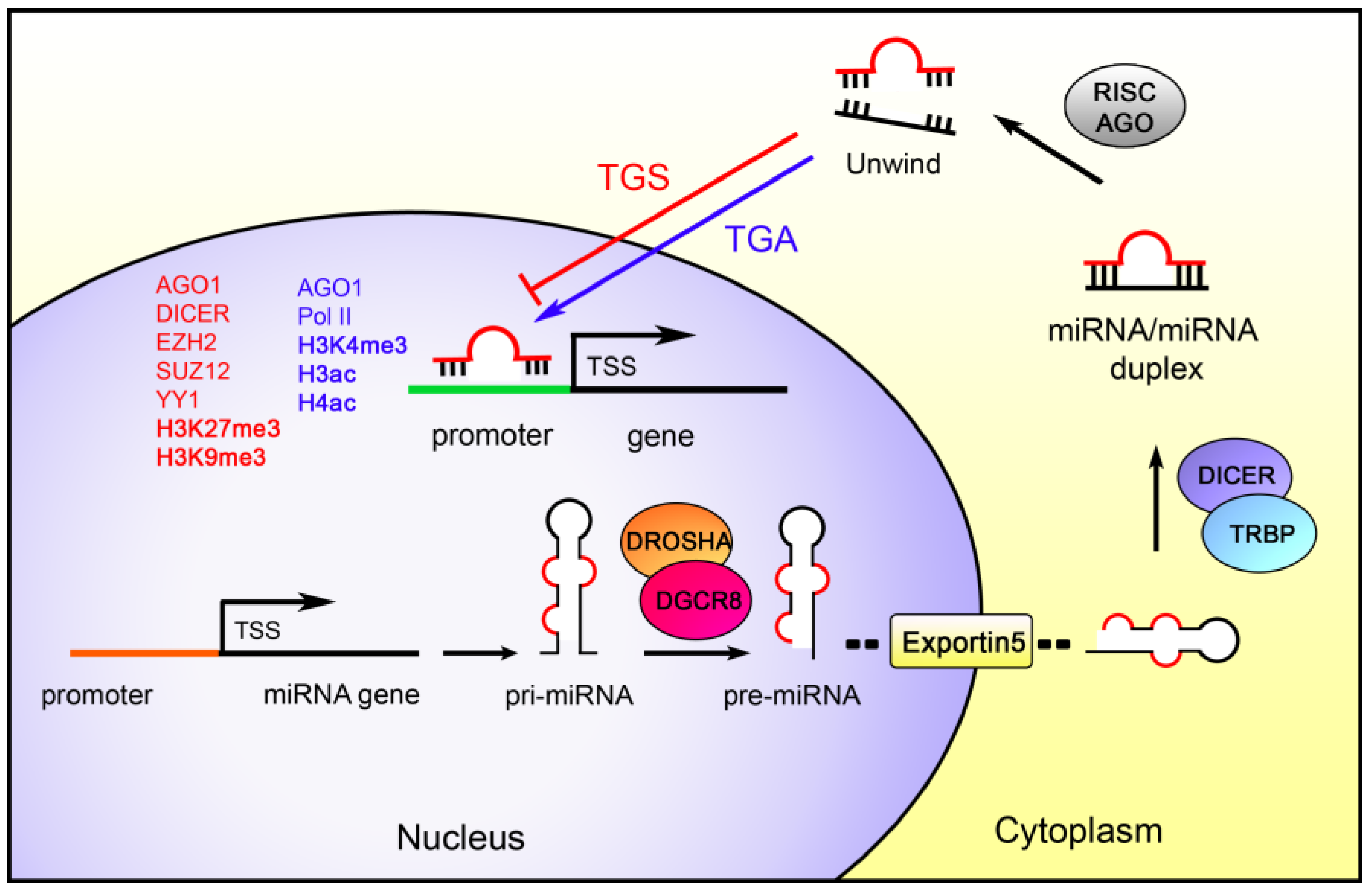 Ijms Free Full Text Epigenetics And Micrornas In Cancer