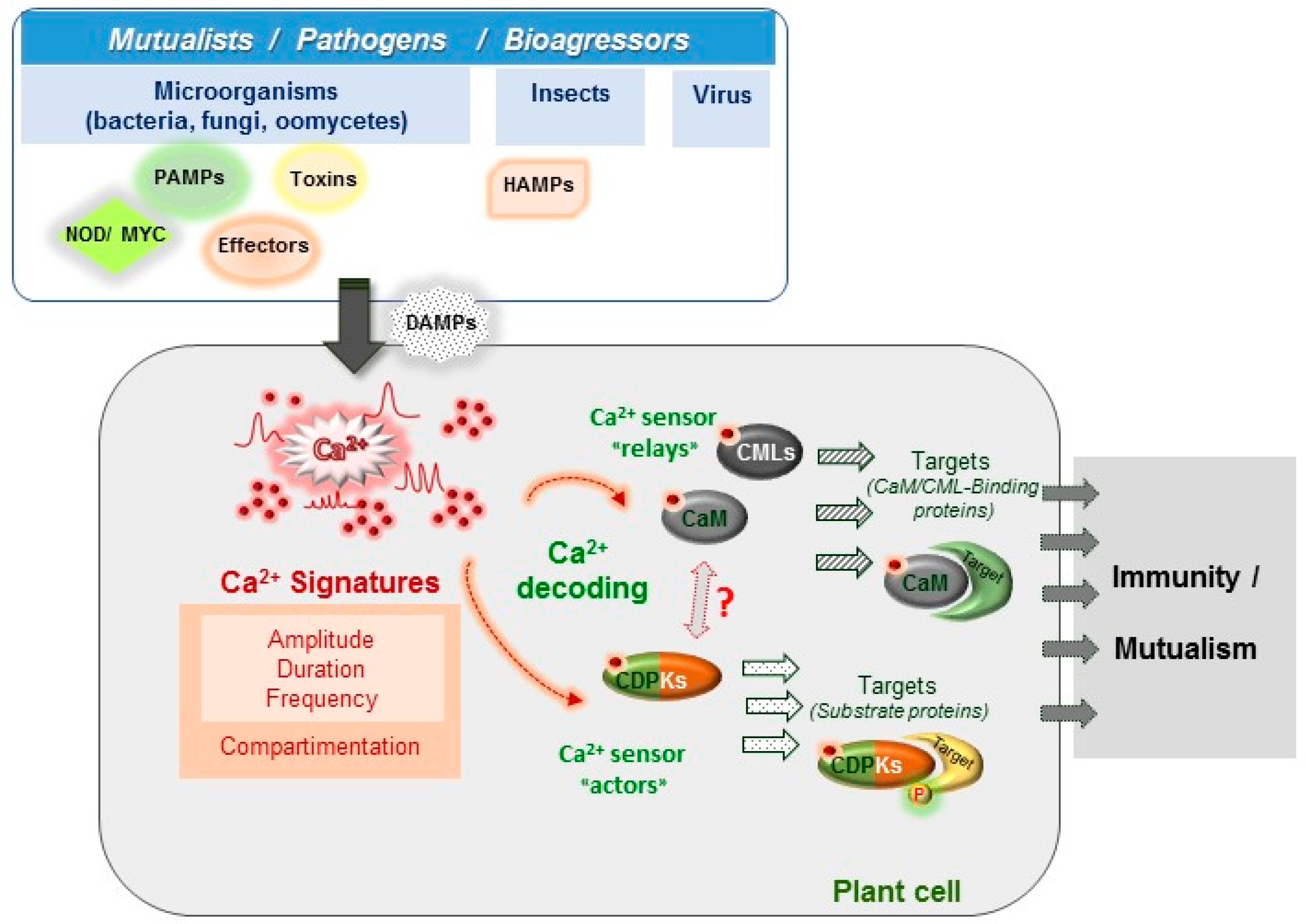 IJMS | Free Full-Text | Calcium Signalling in Plant Biotic Interactions