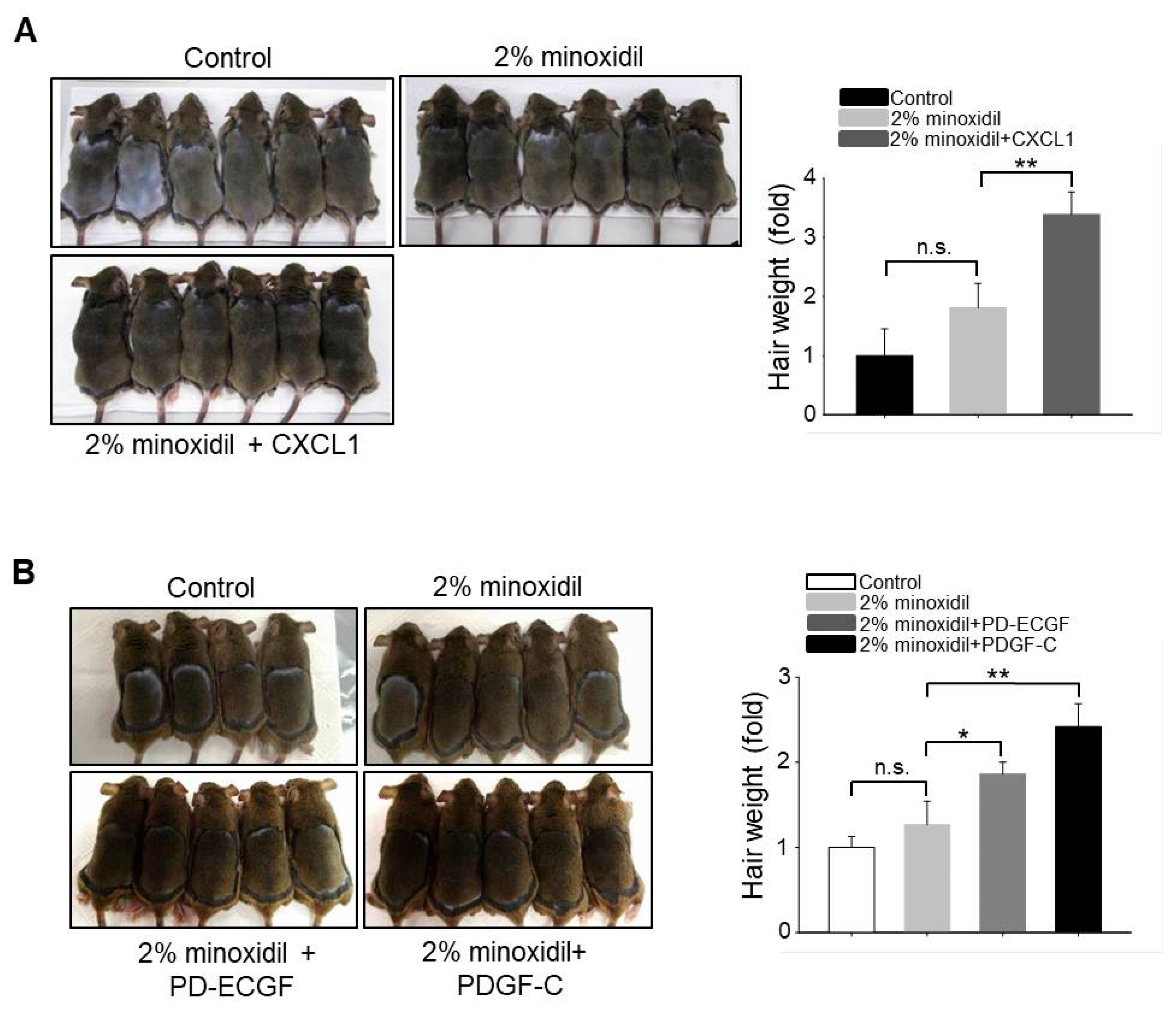 IJMS | Full-Text | Minoxidil Promotes Hair Growth through Stimulation Growth Factor Release from Adipose-Derived Stem Cells