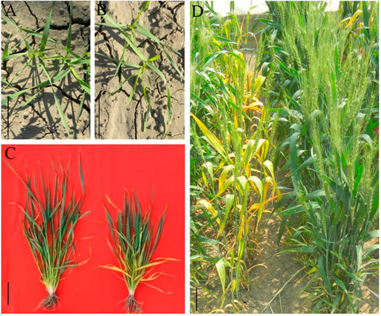 IJMS | Free Full-Text | Transcriptome Analysis of a Premature Leaf ...