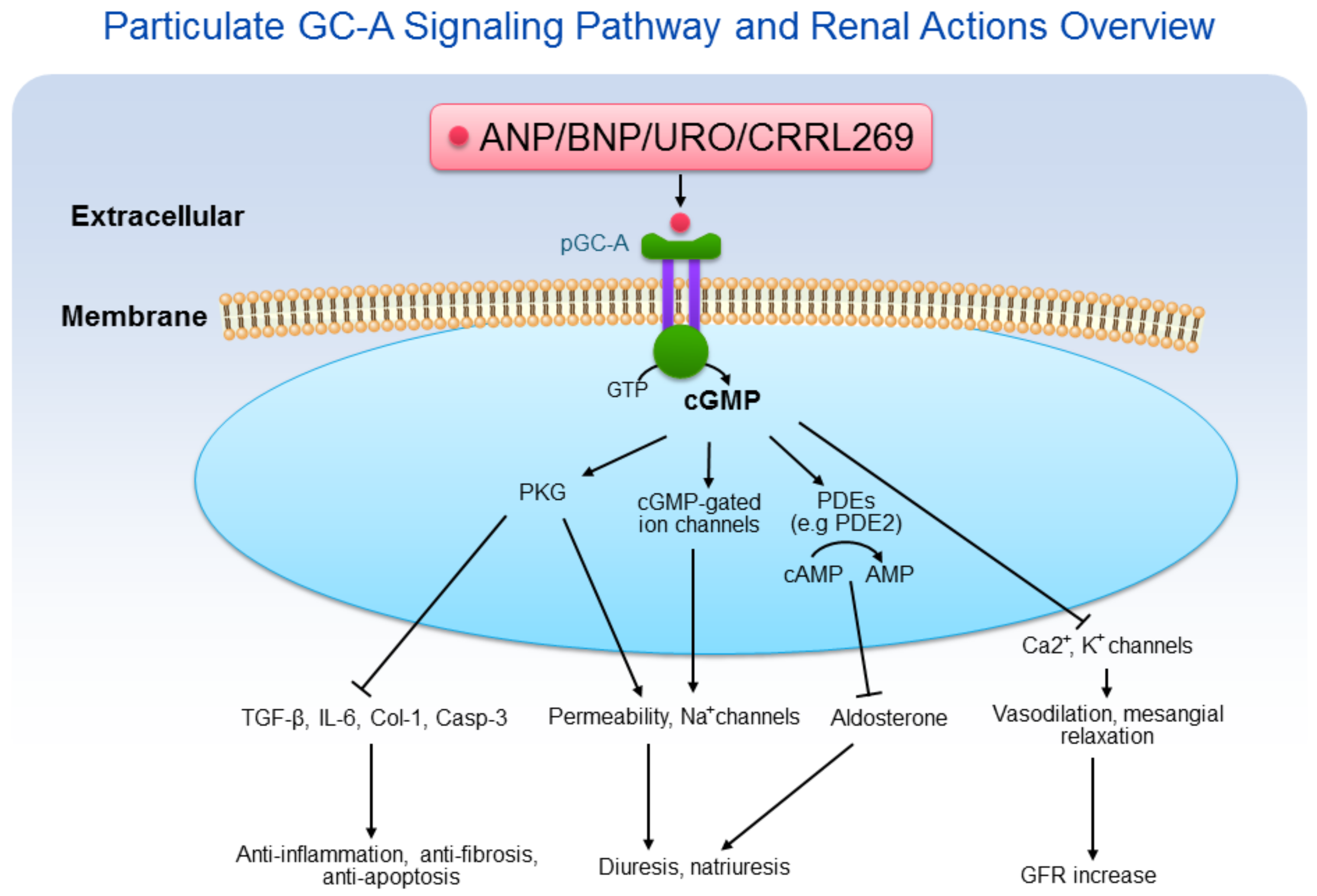 Ijms Free Full Text Particulate Guanylyl Cyclase Acgmp Signaling 