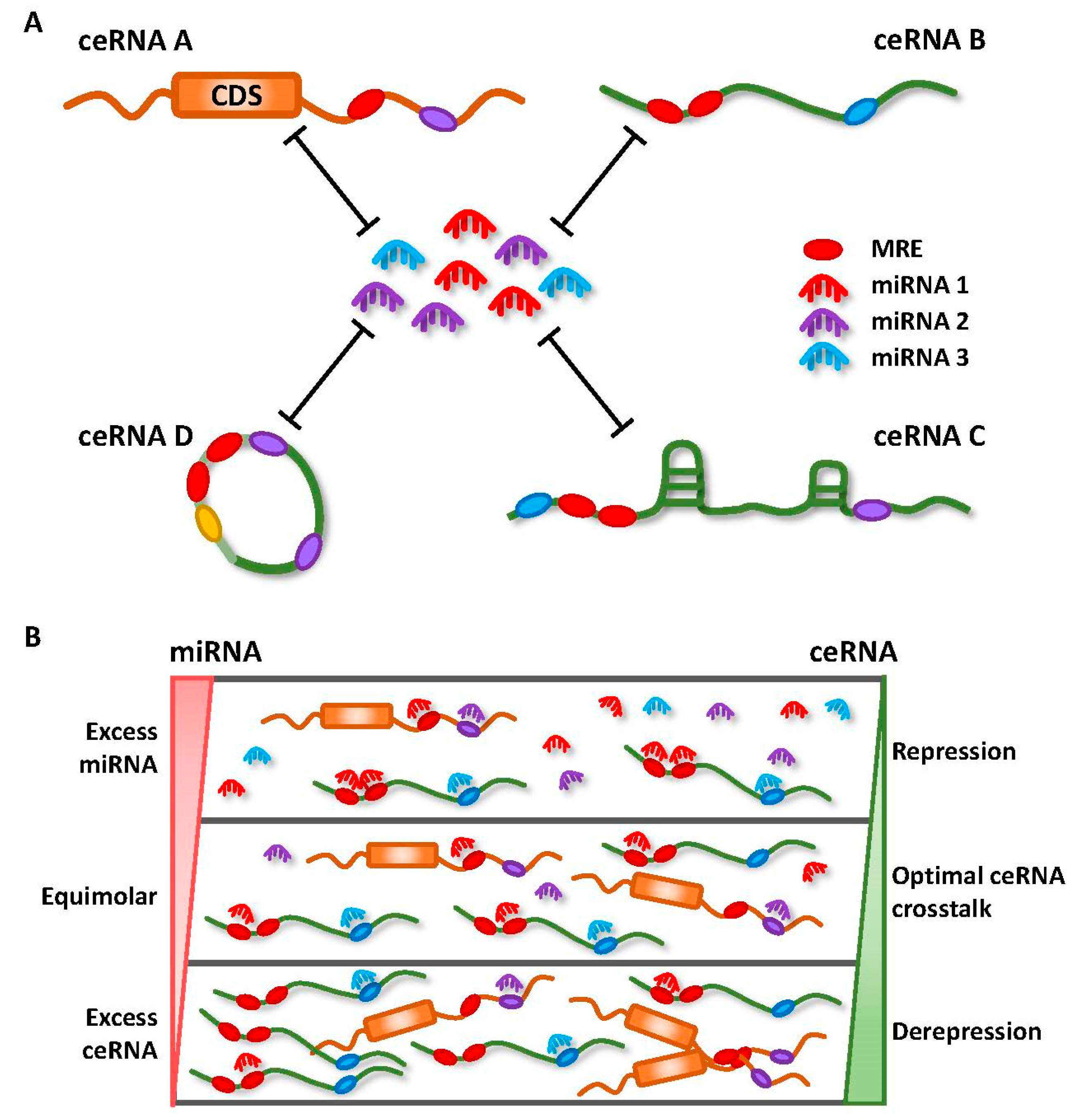 IJMS | Free Full-Text | Noncoding RNA:RNA Regulatory Networks in 