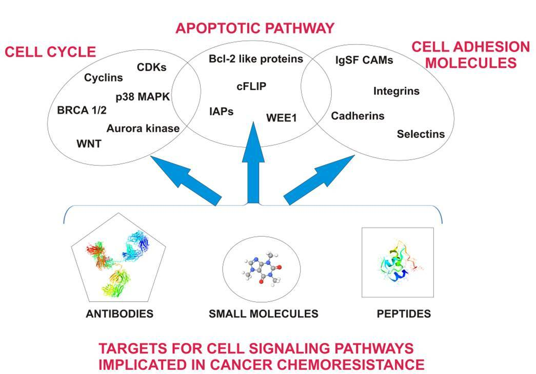 IJMS | Free Full-Text | Pharmacological Targeting of Cell Cycle 