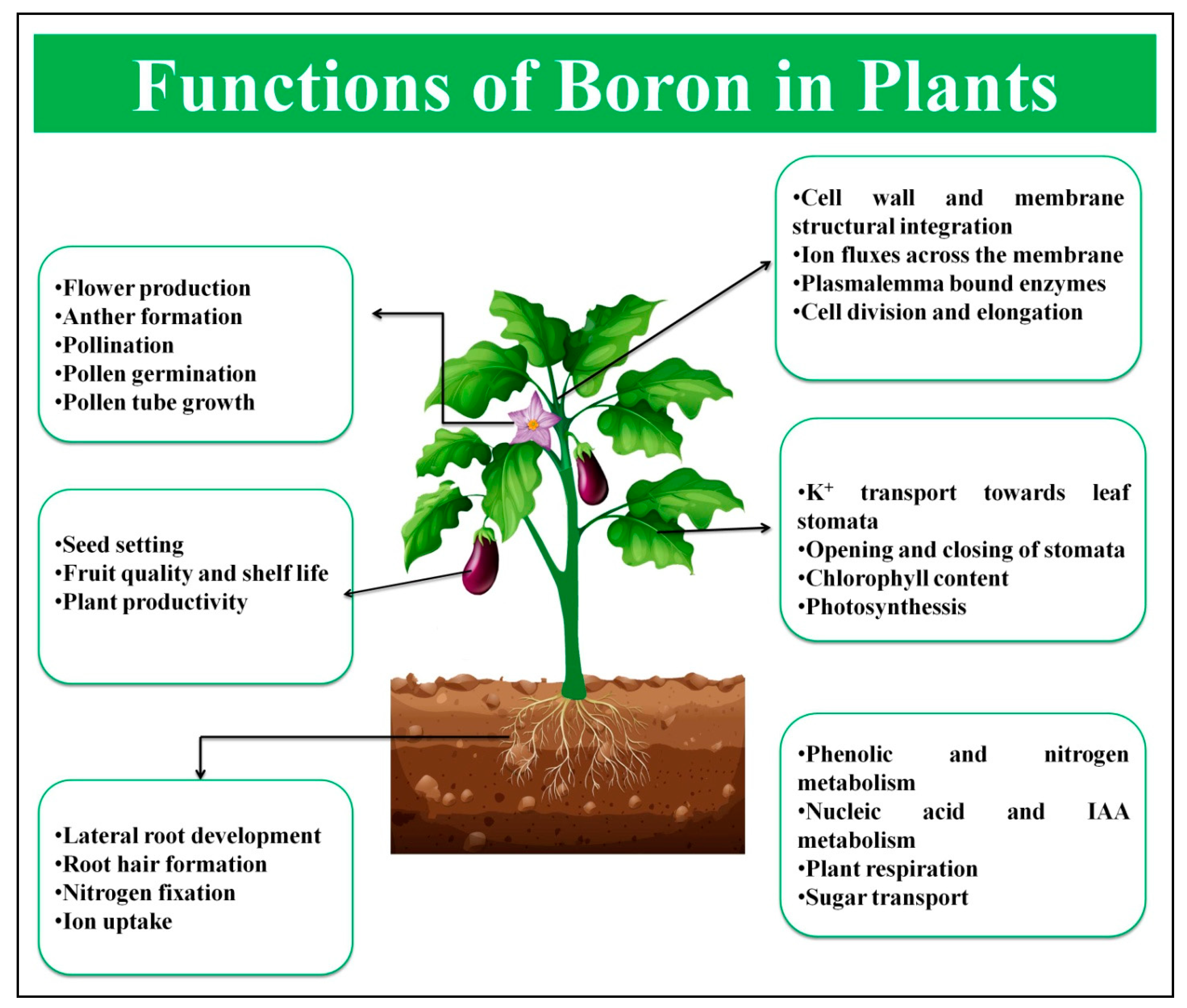 IJMS | Free Full-Text | Boron: Functions and Approaches to Enhance Its  Availability in Plants for Sustainable Agriculture