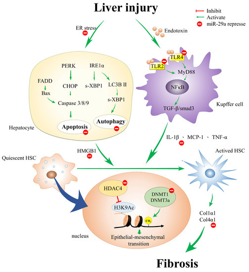 The Role of miR-29a in the Regulation, Function, and Signaling of Liver ...