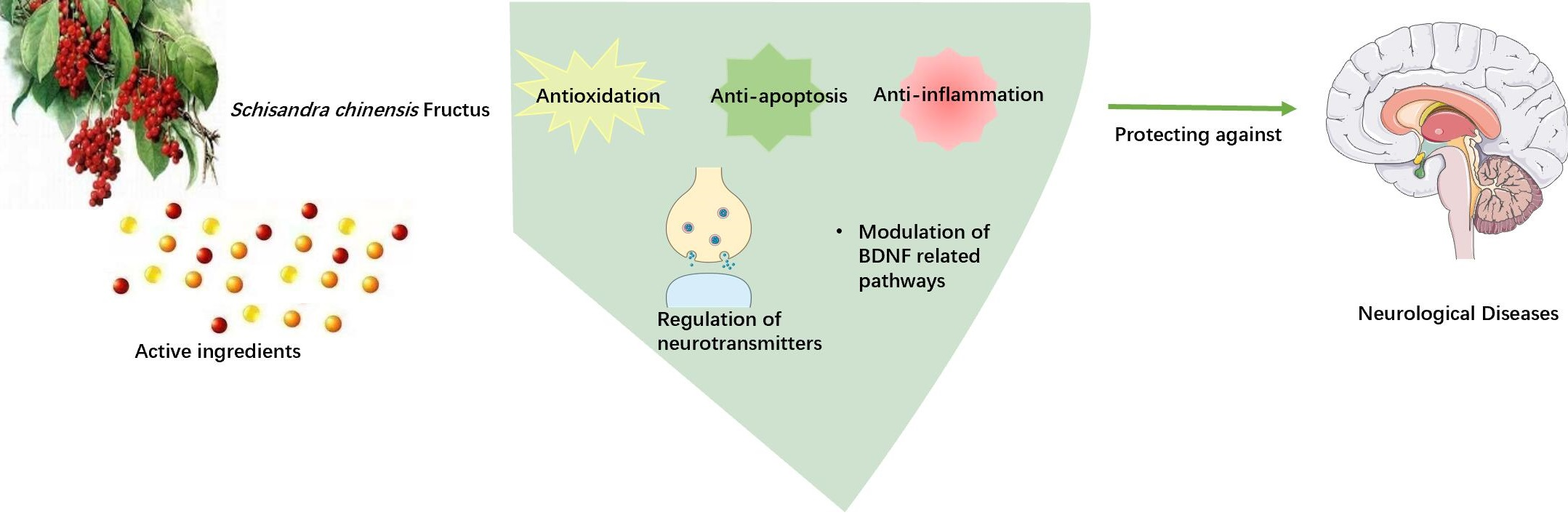 How does schisandrin affect neurotransmitter balance in stress management? How does schisandrin affect neurotransmitter balance in stress management?