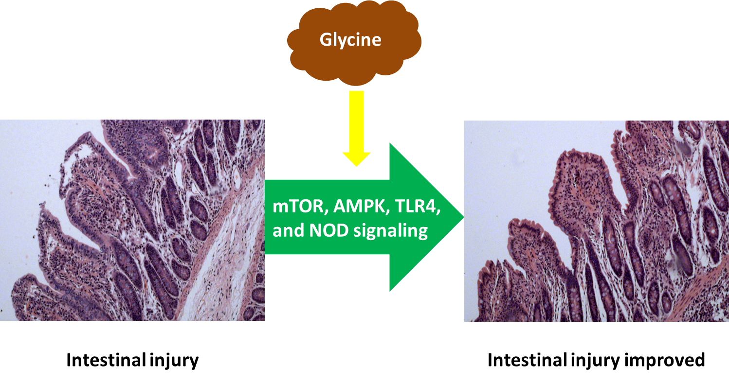IJMS | Free Full-Text | Glycine Relieves Intestinal Injury by 