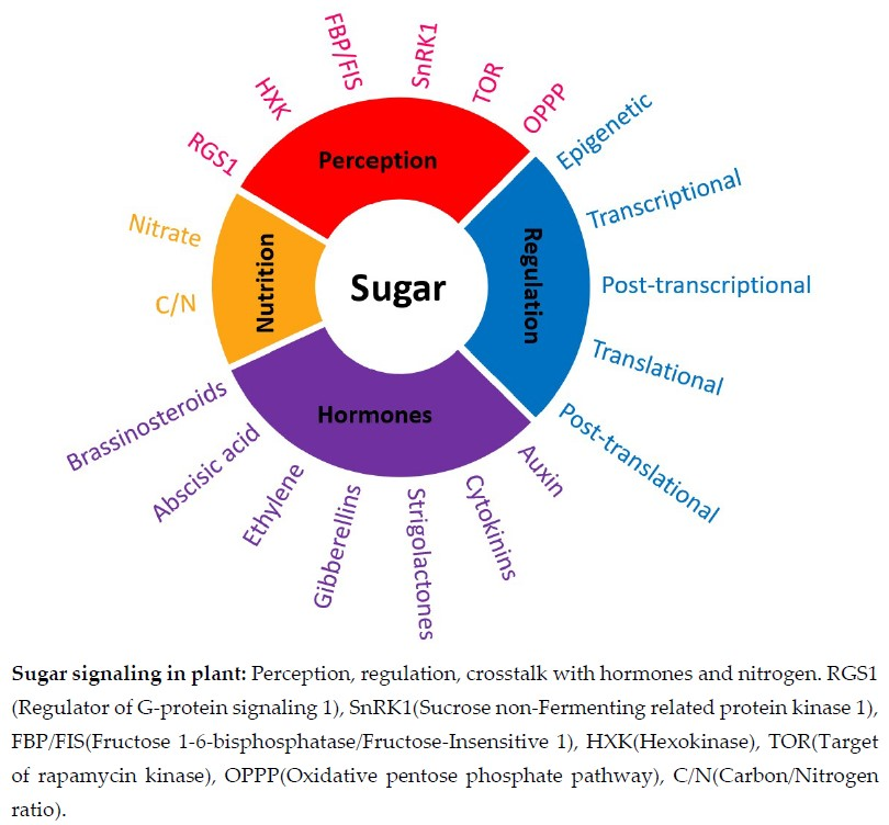 IJMS | Free Full-Text | The Sugar-Signaling Hub: Overview of 