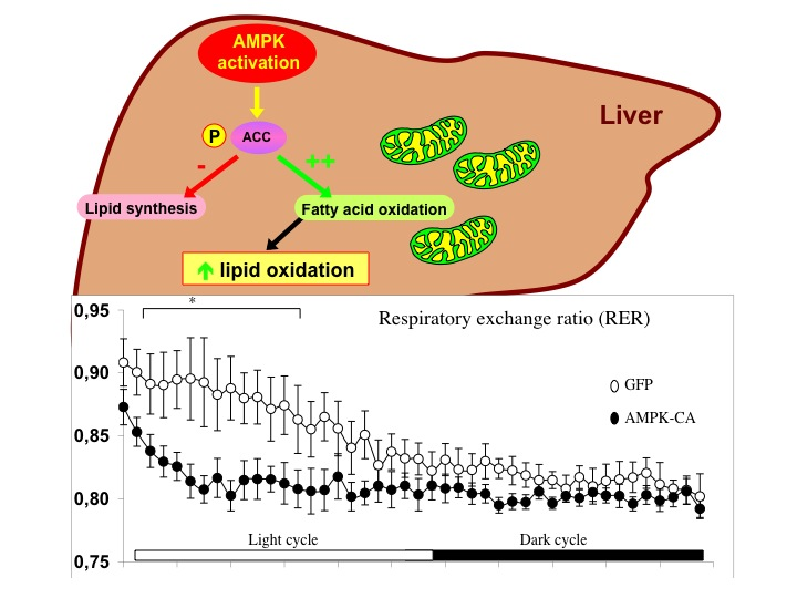Ampk Activation Reduces Hepatic Lipid