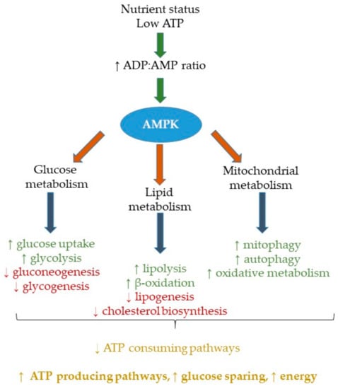 Nutritional Modulation Of Ampk Impact