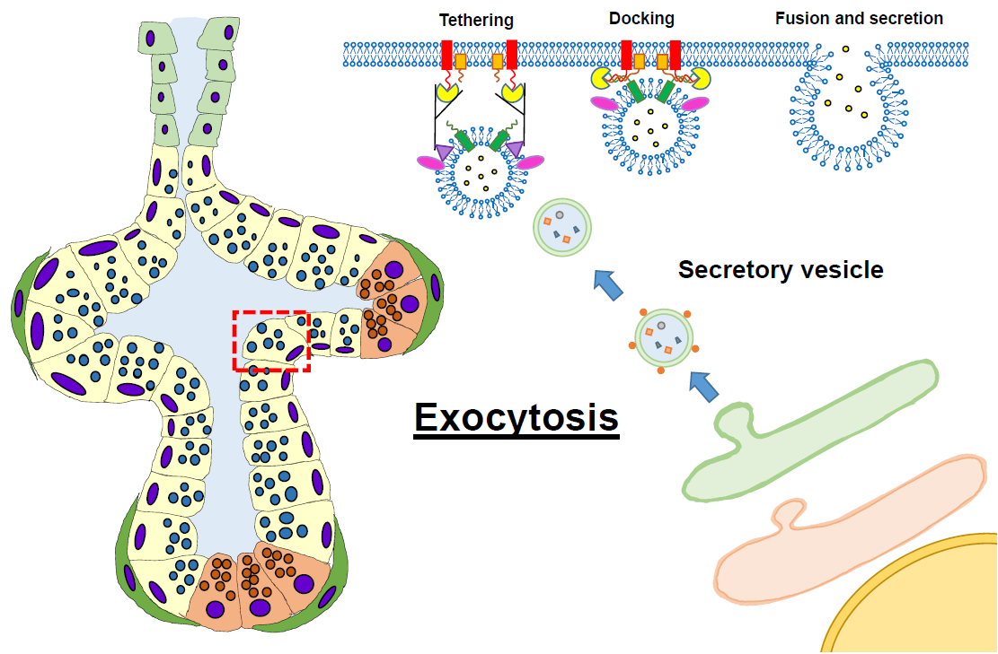 IJMS | Free Full-Text | Molecular Regulatory Mechanism of Exocytosis in the Salivary  Glands