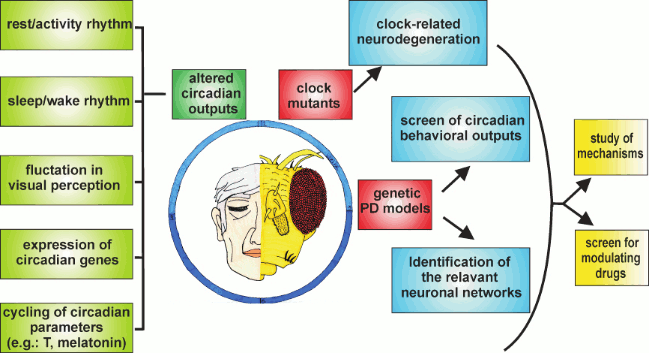 IJMS | Free Full-Text | Circadian Rhythm Abnormalities in Parkinson's  Disease from Humans to Flies and Back