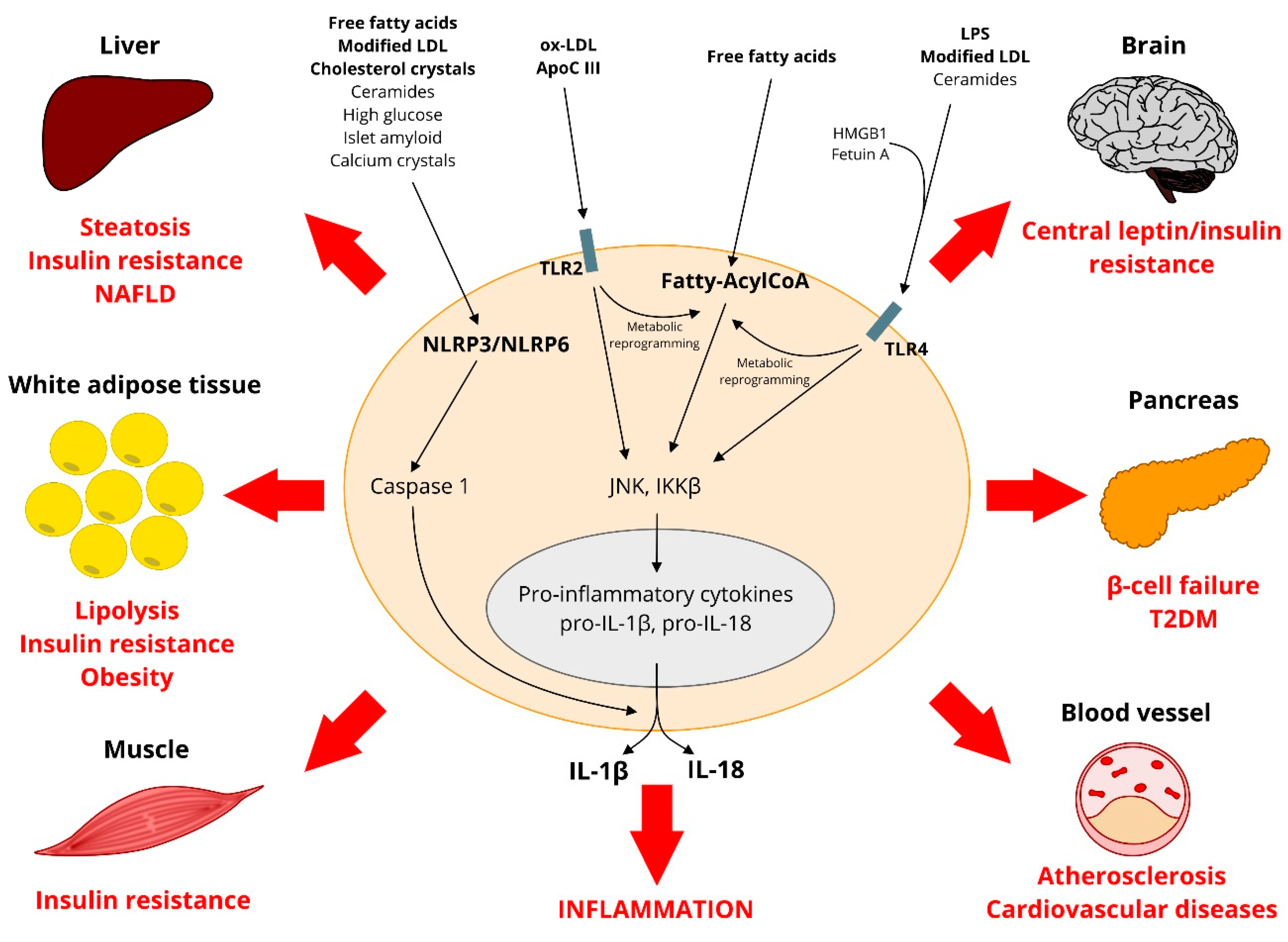 IJMS | Free Full-Text | The Complex Interplay between Lipids, Immune