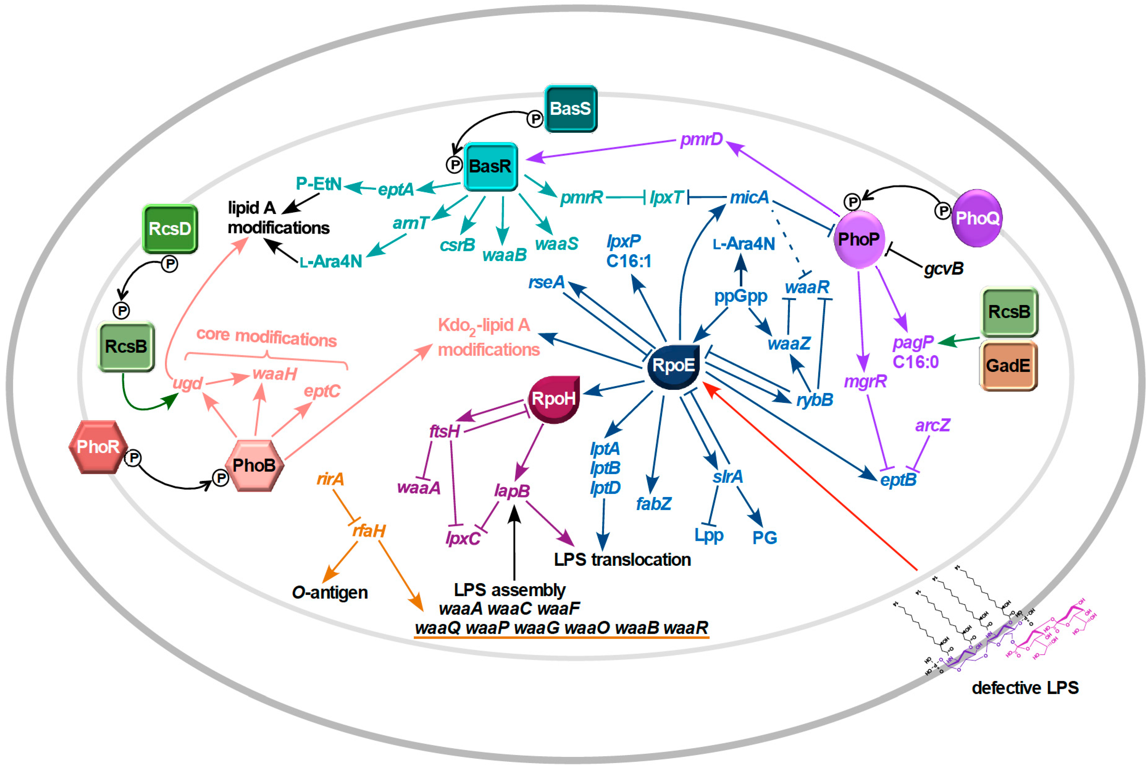 IJMS Free Full-Text | Regulated Assembly of LPS, Alterations and Cellular Response to LPS Defects