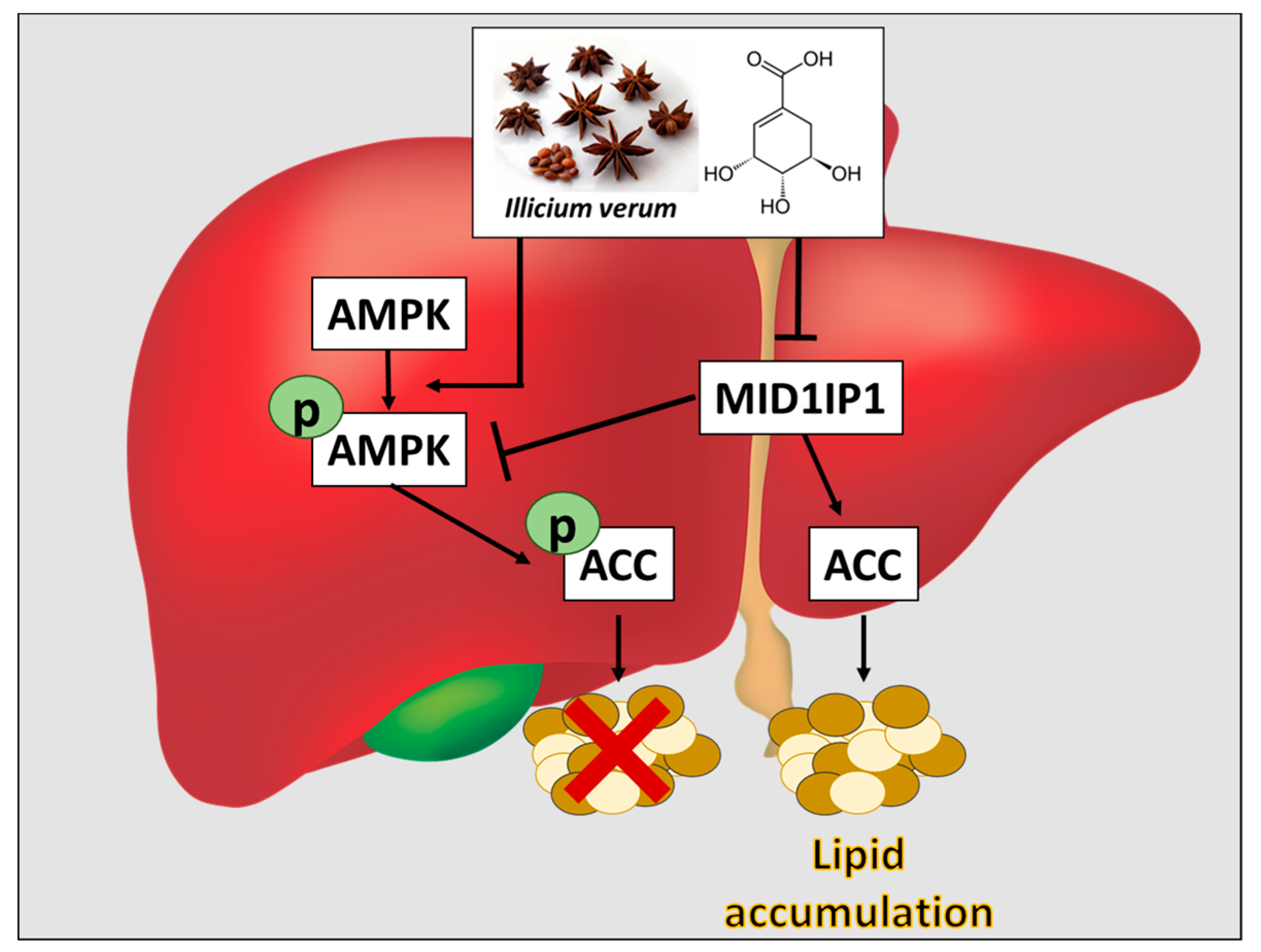 Potential Cancer-Fighting Properties Potential Cancer-Fighting Properties